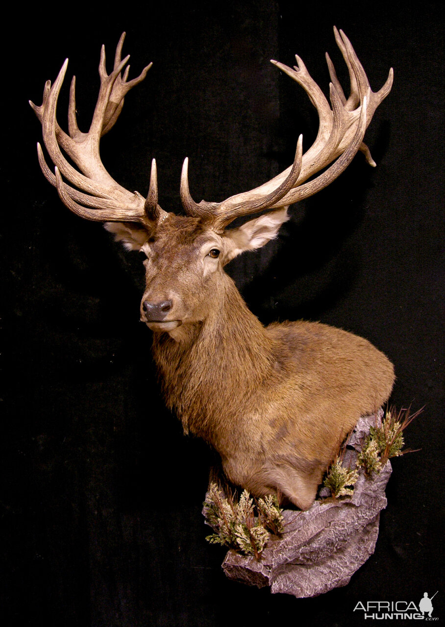 Red Stag Wall pedestal with Habitat Taxidermy