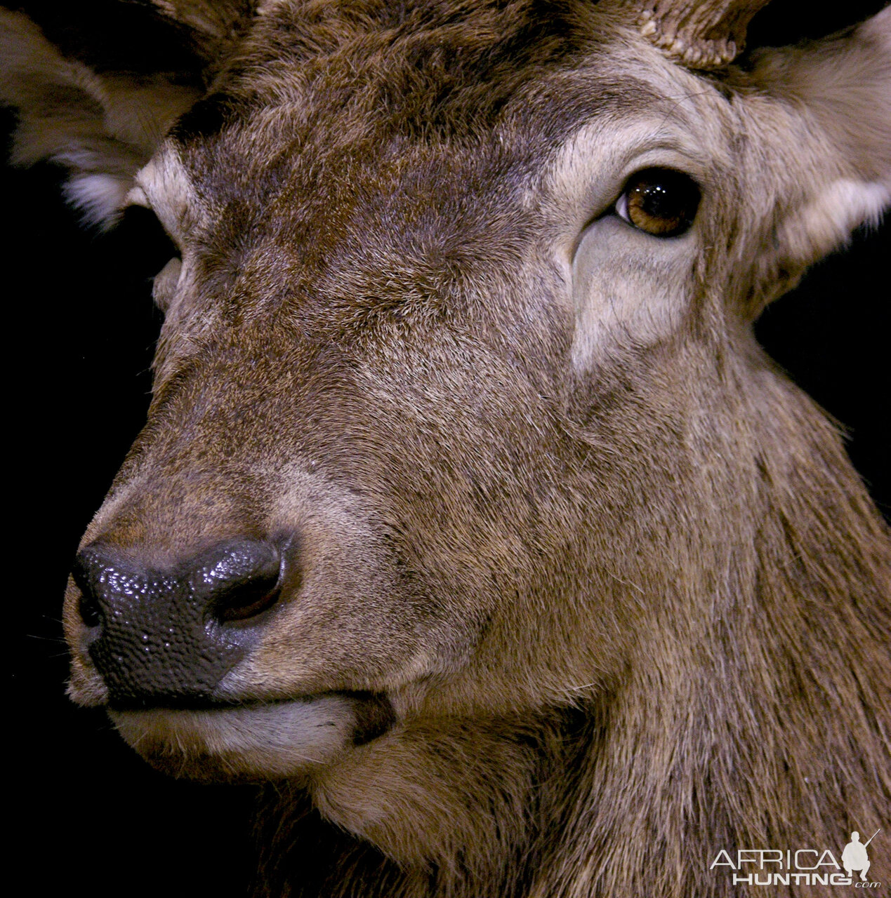 Red Stag Wall pedestal with Habitat Taxidermy