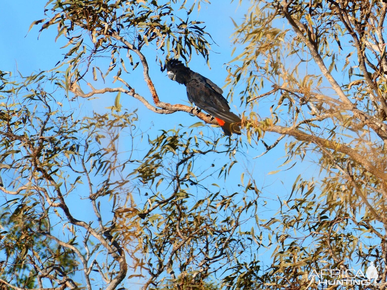 Red-tailed Black Cockatoo Australia