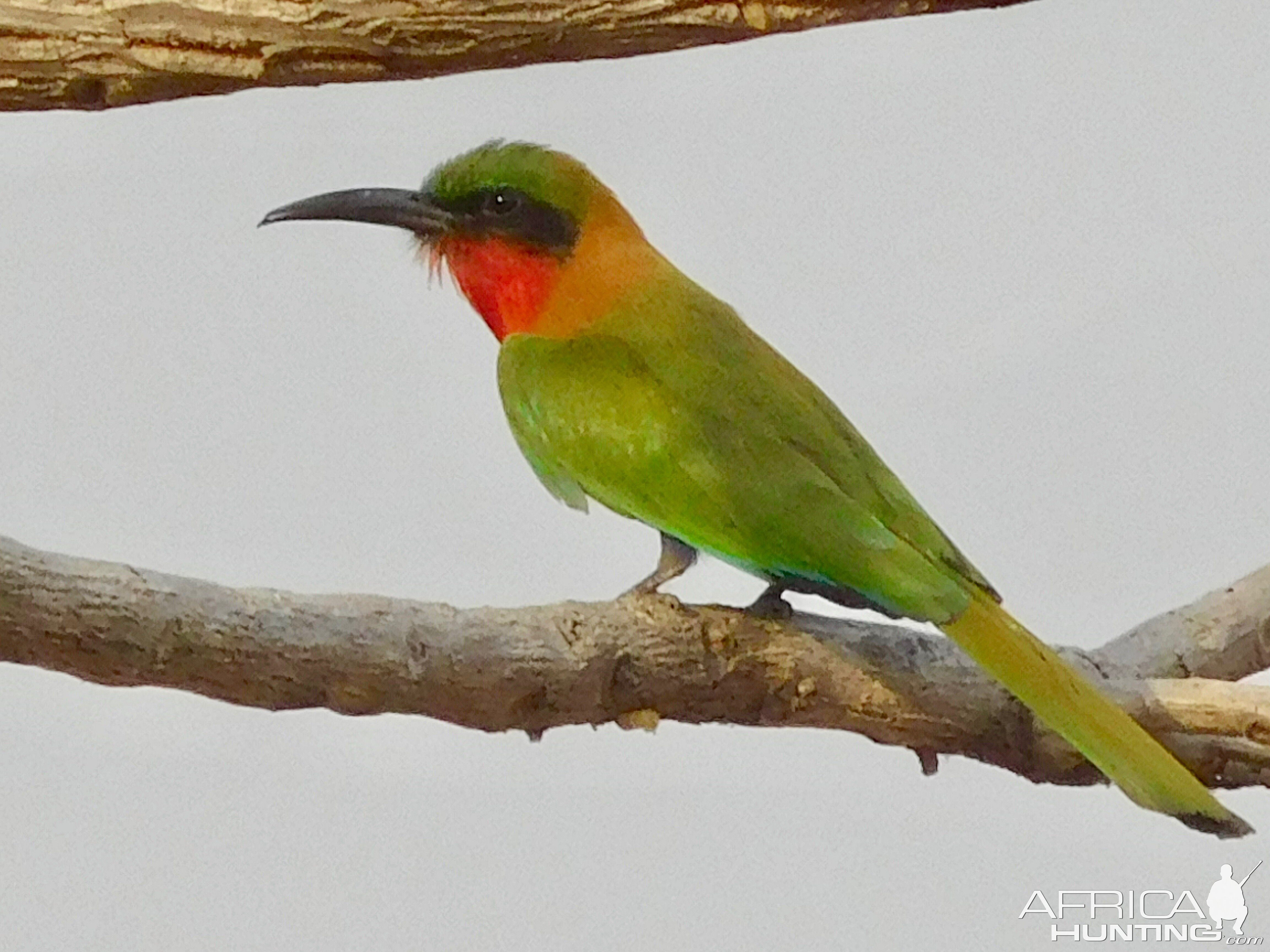 Red-throated Bee-eater in Cameroon