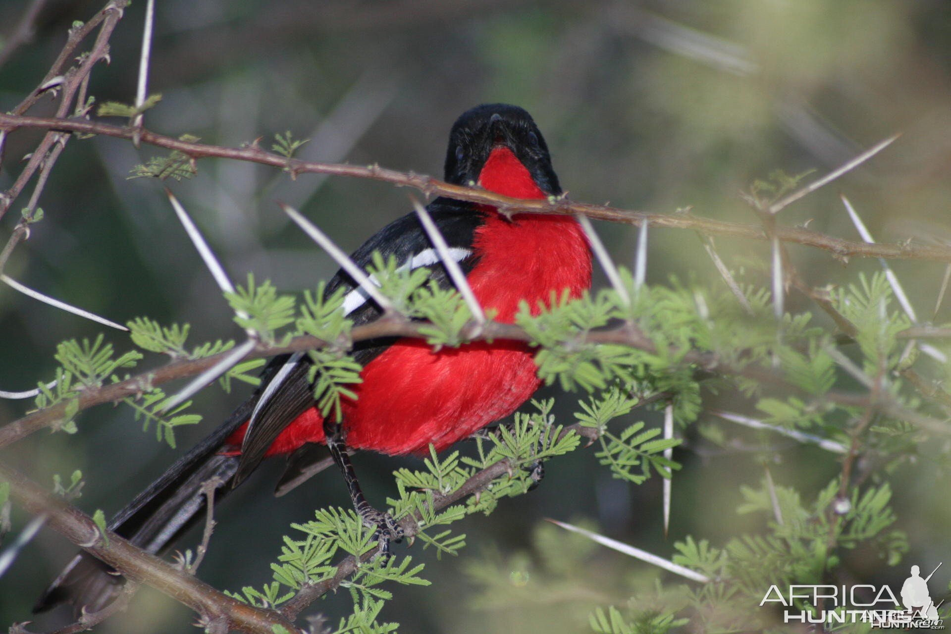 Redbreasted Blackbird