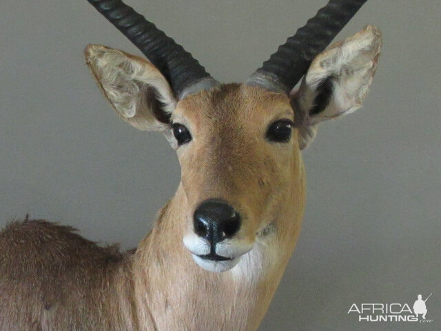 Reedbuck Close Up