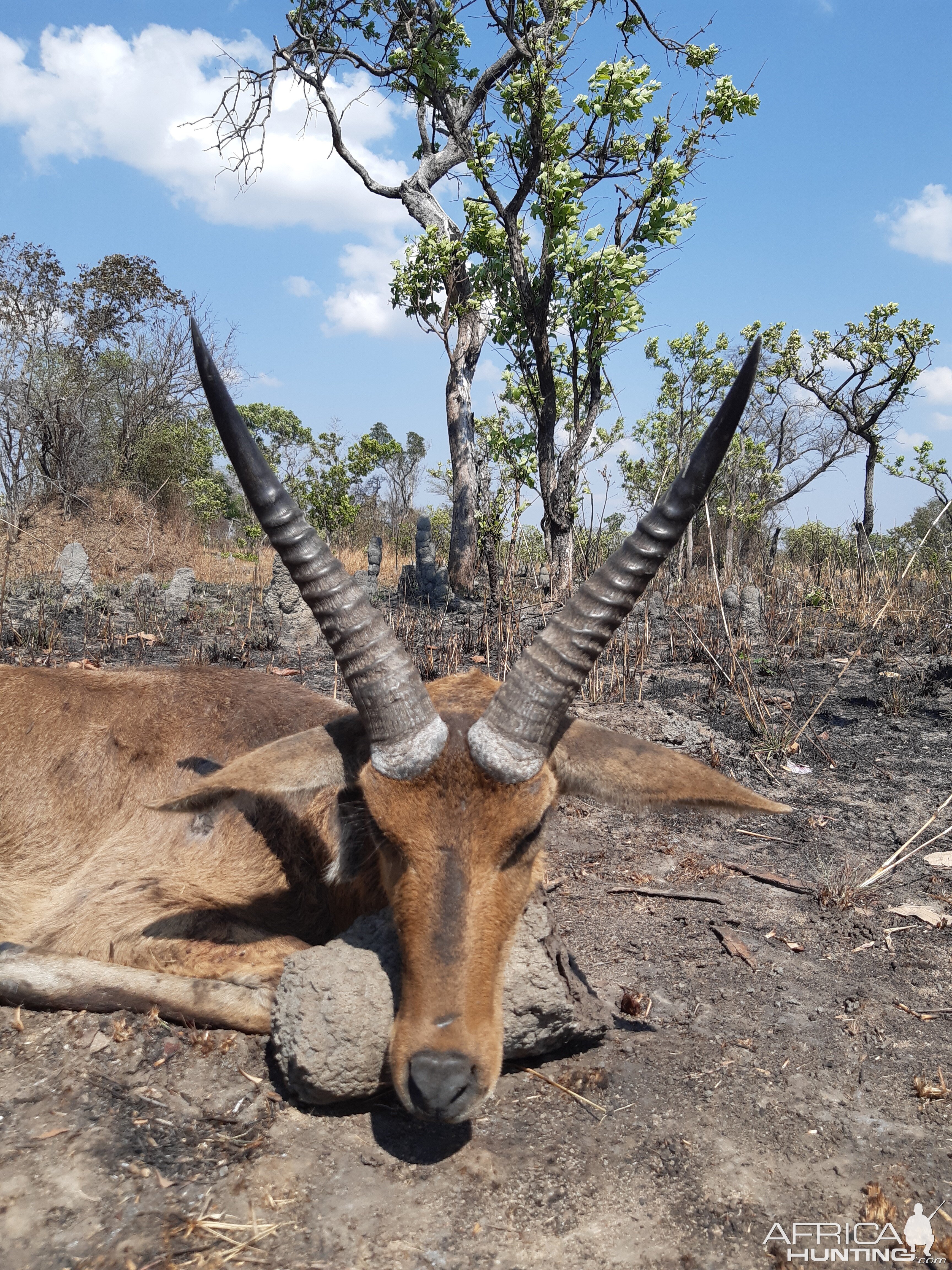 Reedbuck Hunting Zambia