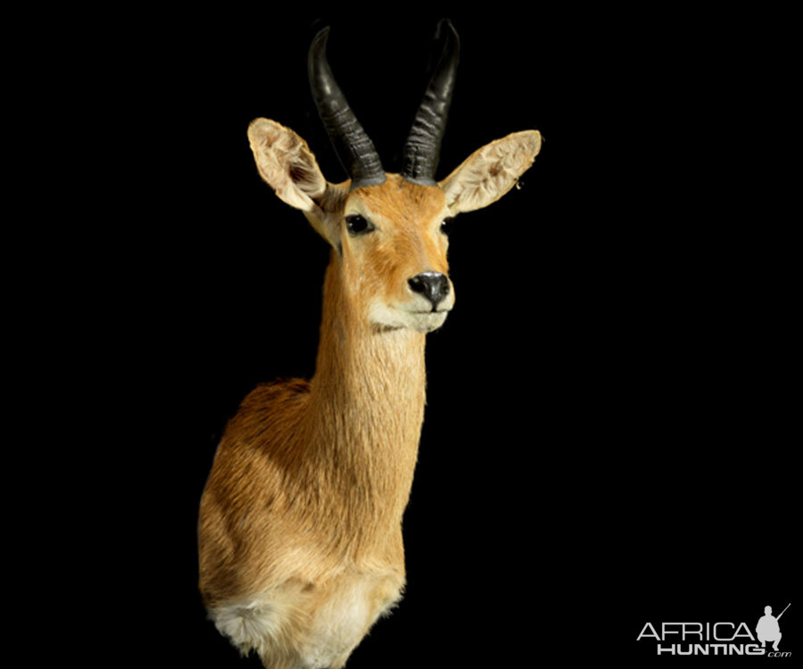 Reedbuck Shoulder Mount Taxidermy