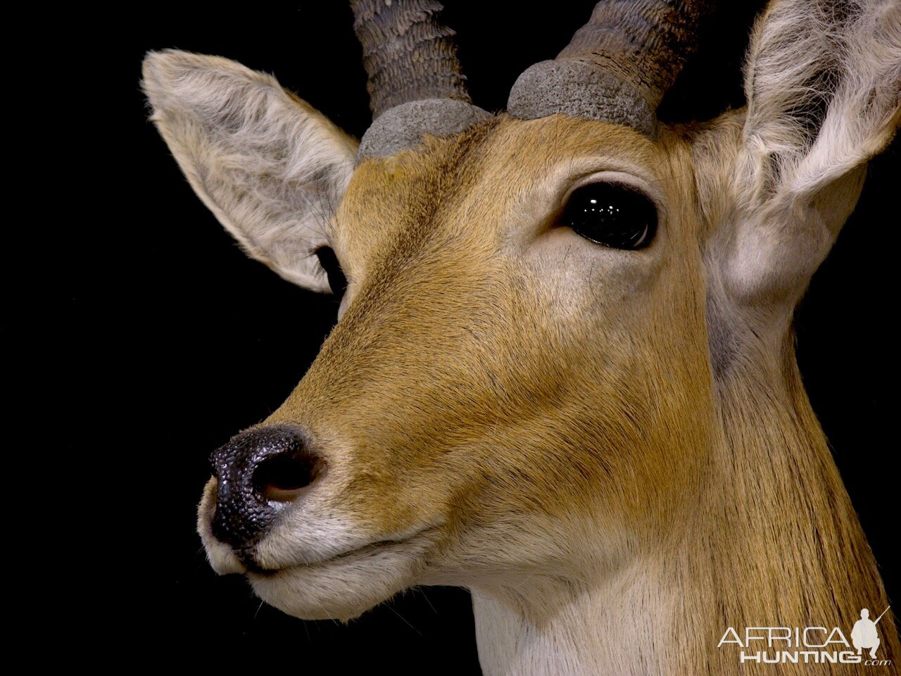 Reedbuck Shoulder Mount Taxidermy