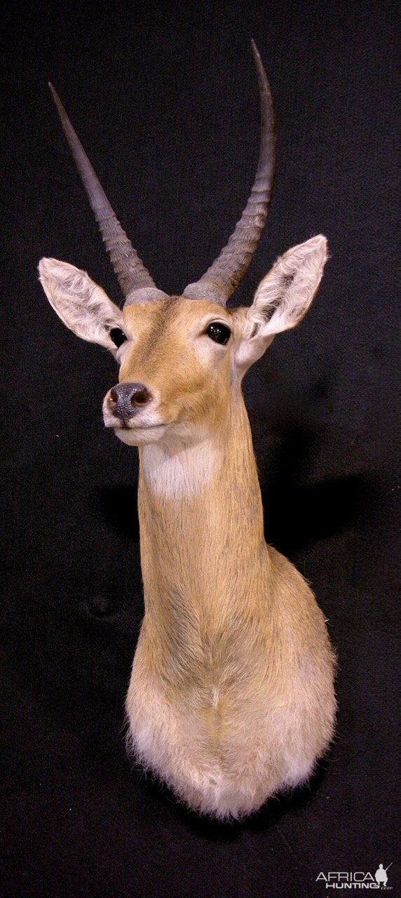 Reedbuck Shoulder Mount Taxidermy