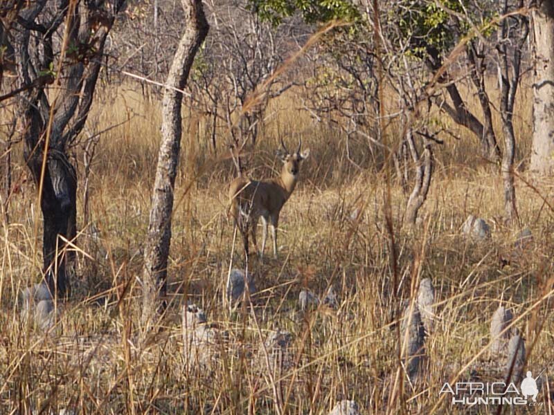 Reedbuck Zambia Wildlife