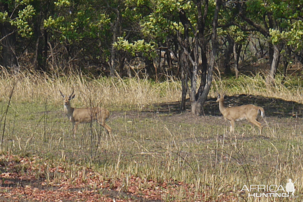 Reedbuck Zambia Wildlife