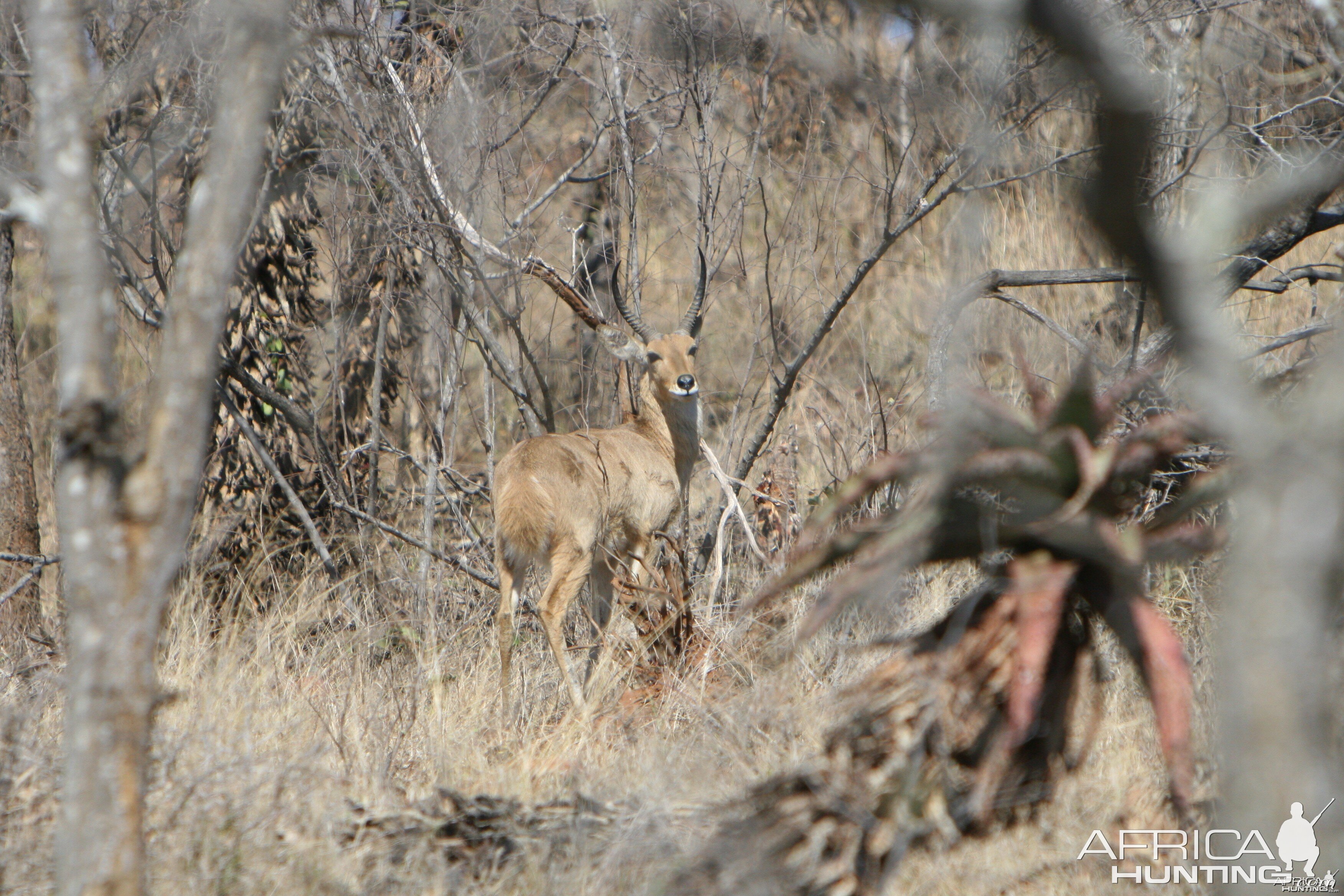 Reedbuck