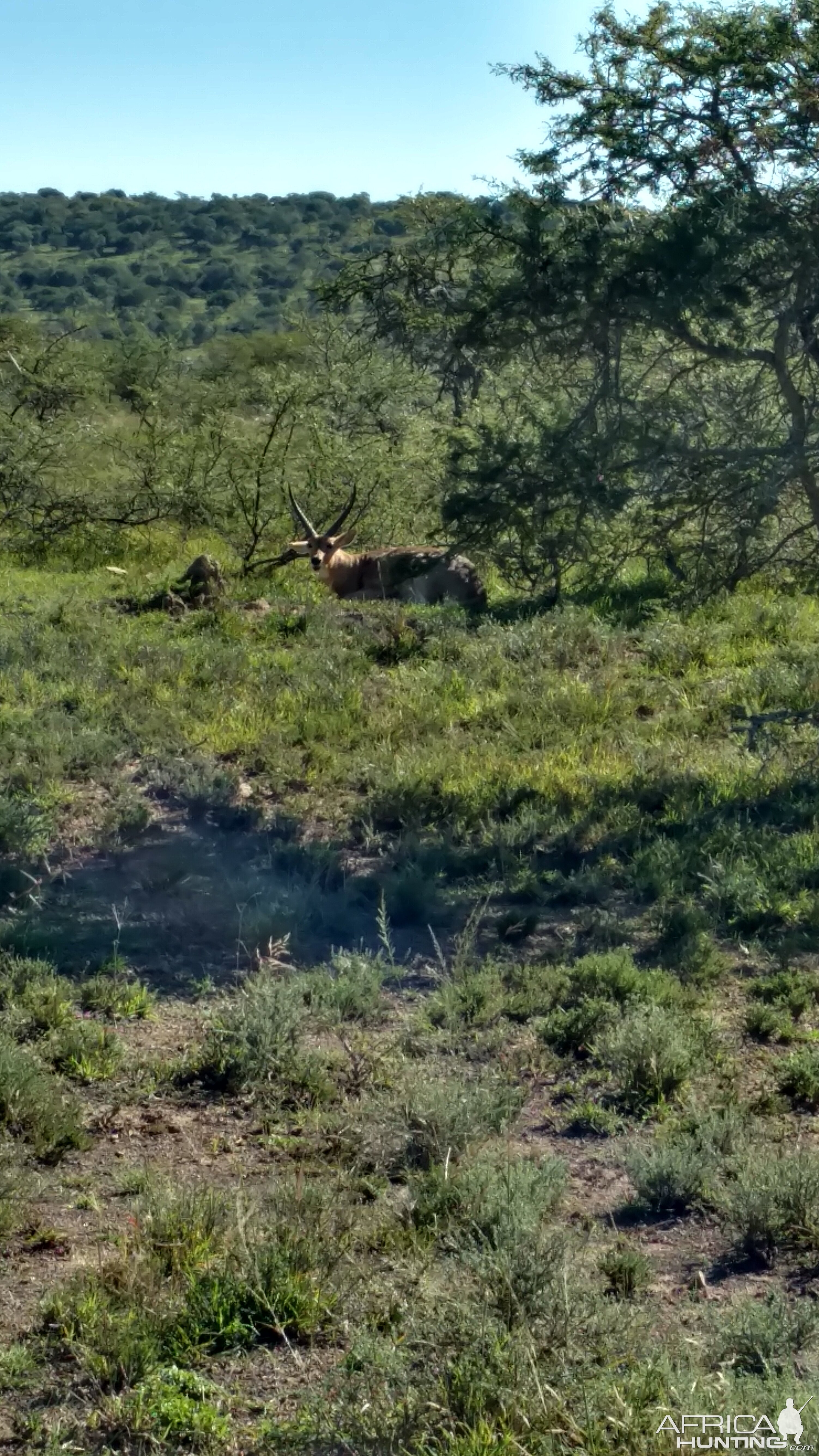 Reedbuck