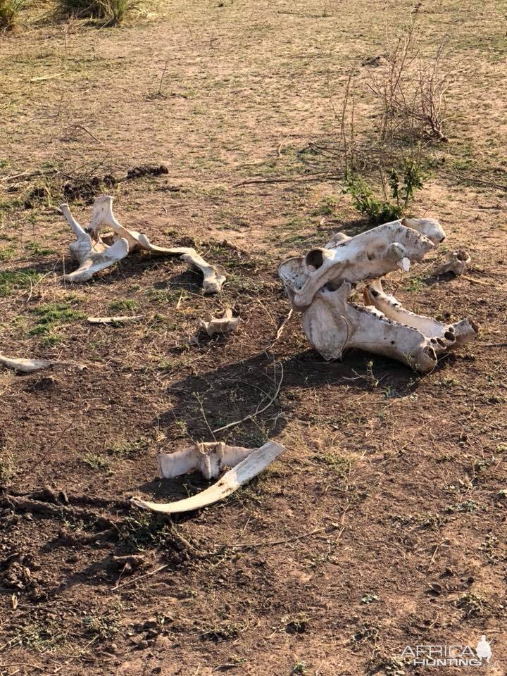 Remains of a Hippo