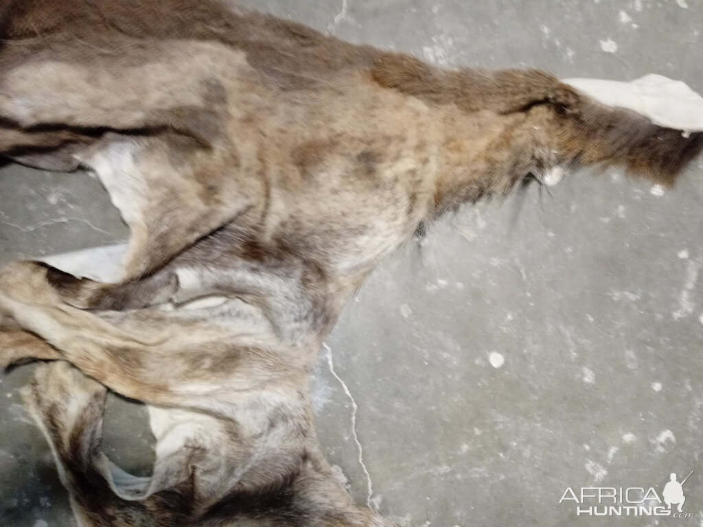 Repairing Taxidermy piece of a Transcasian Urial Sheep