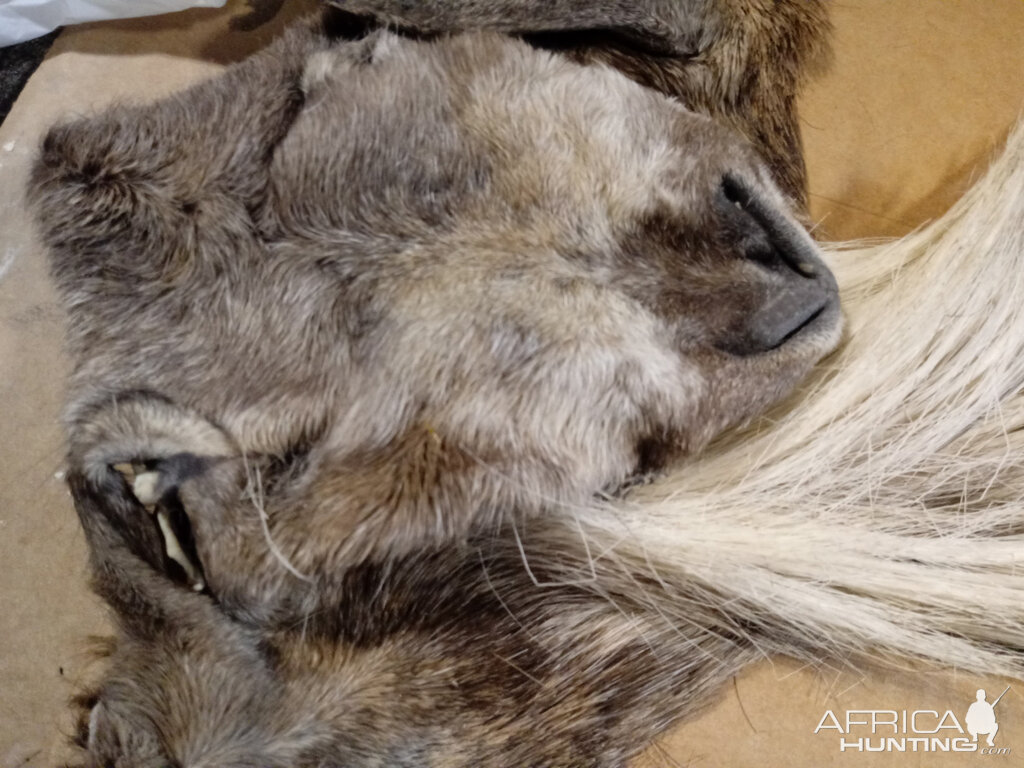 Repairing Taxidermy piece of a Transcasian Urial Sheep