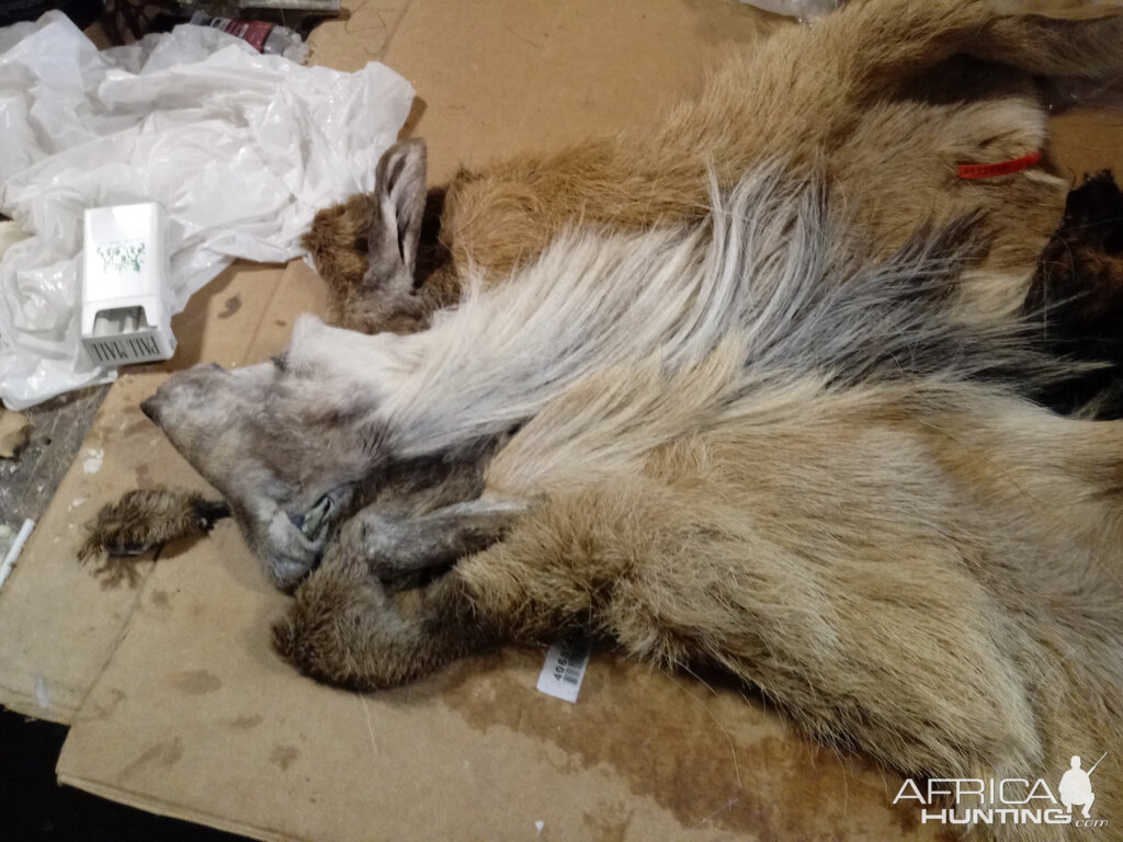 Repairing Taxidermy piece of a Transcasian Urial Sheep