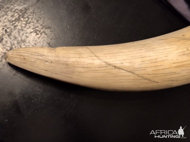 Reproduction Elephant Tusks Taxidermy | AfricaHunting.com