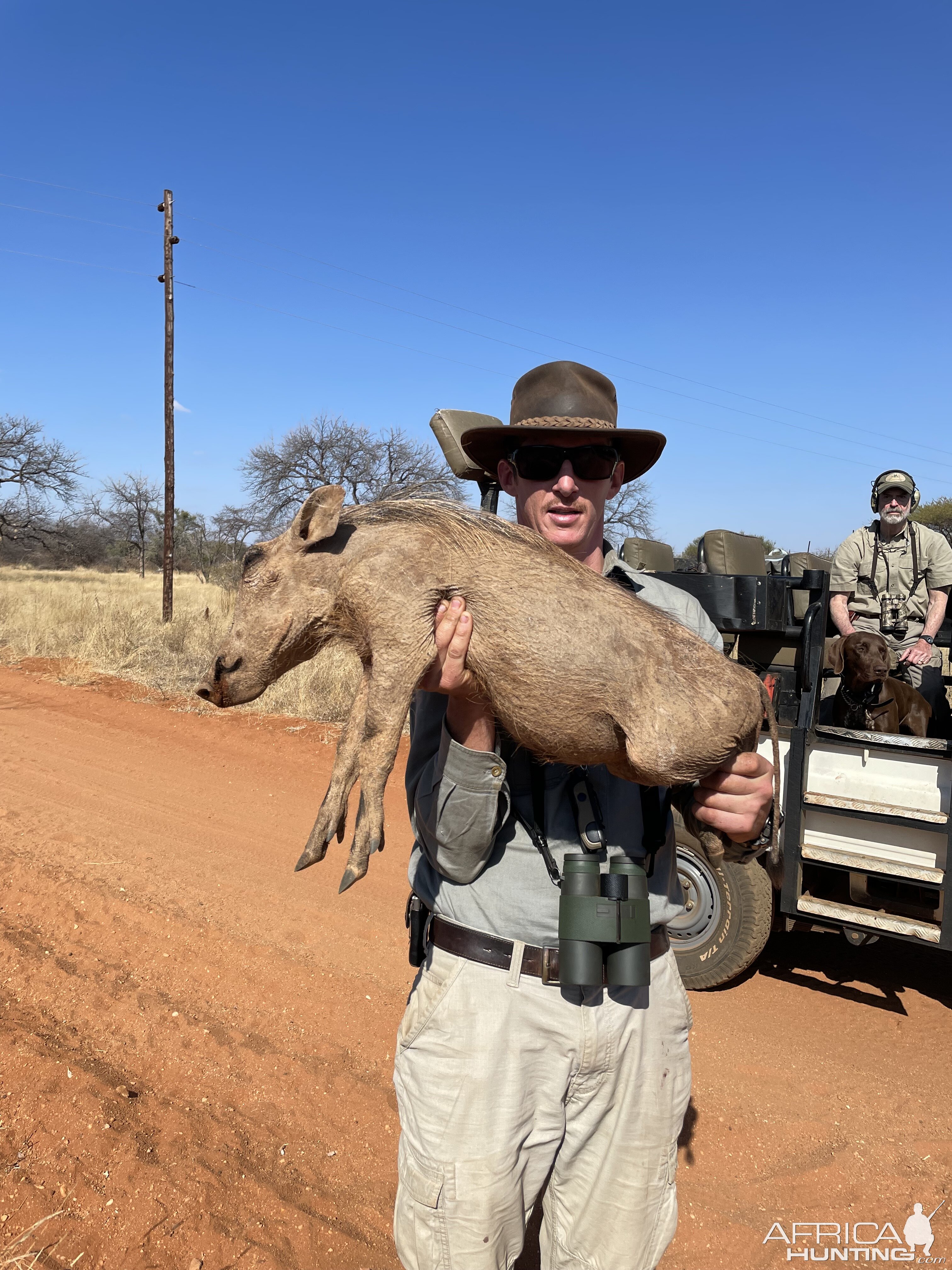 Rescuing a juvenile warthog