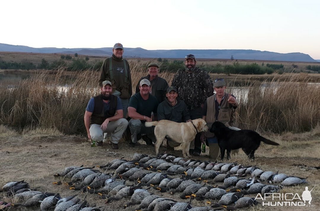 Retrievers and Wild Ducks South Africa Zululand