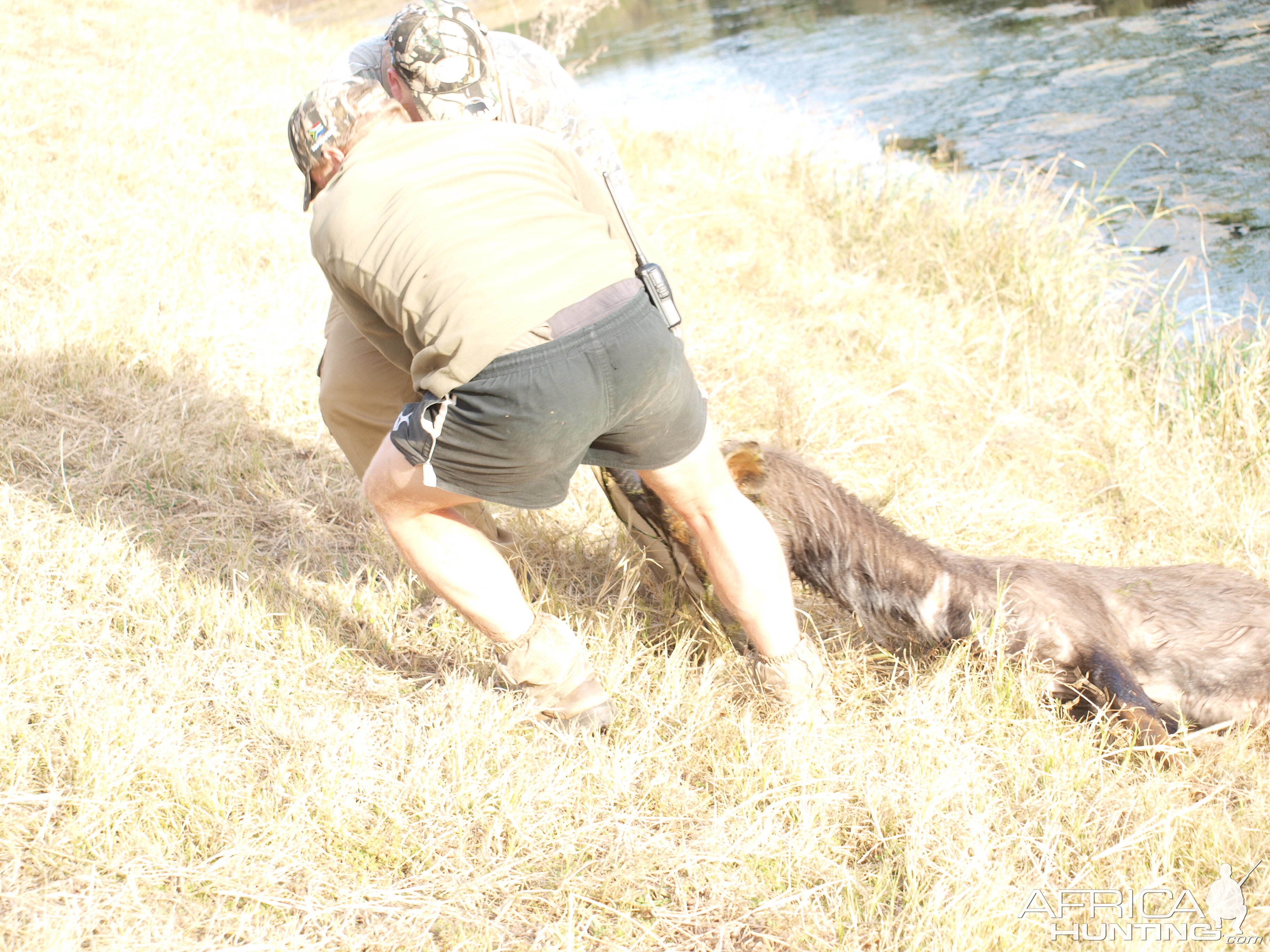 Retrieving Nyala from the water