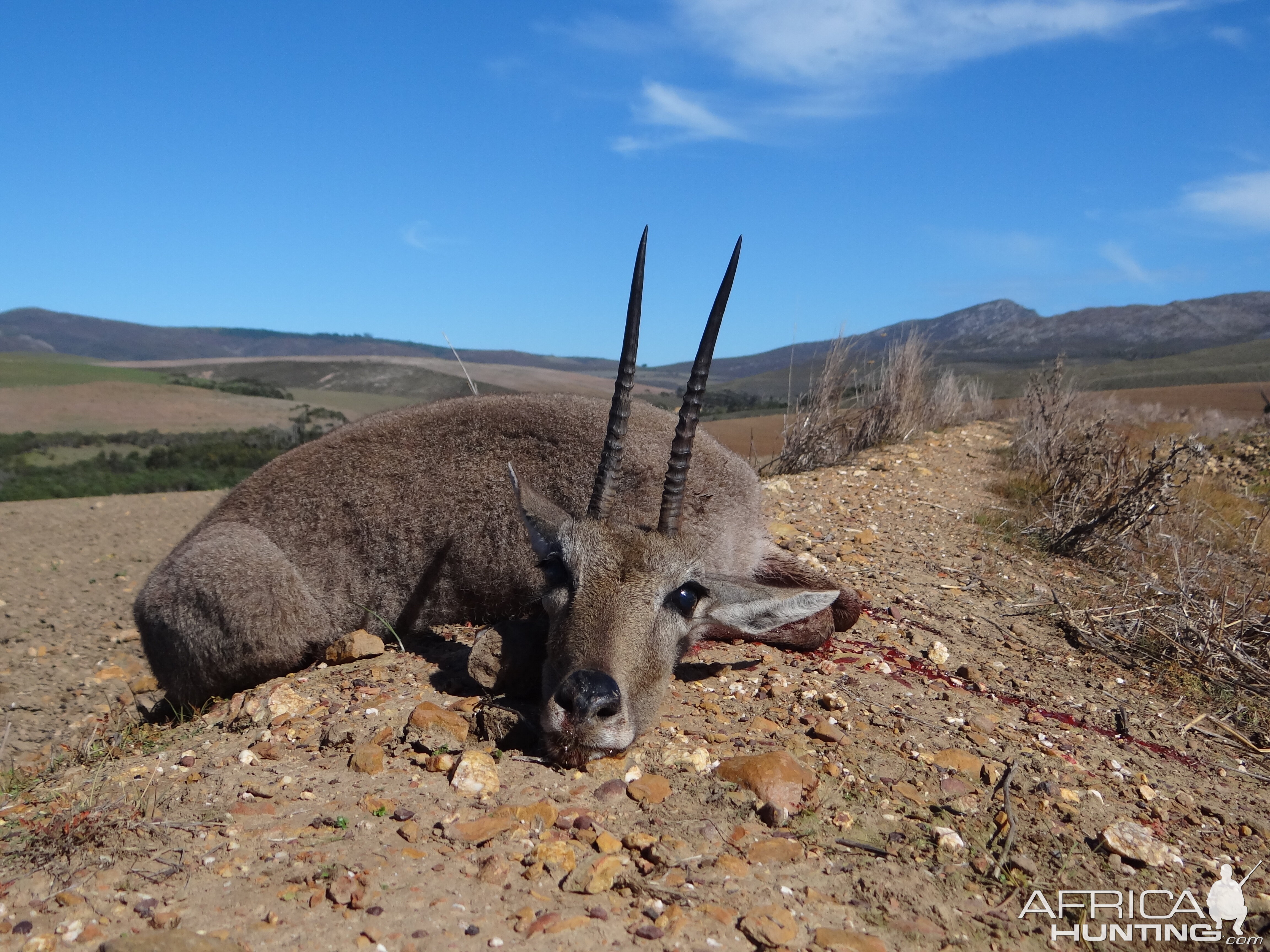 Rhebok