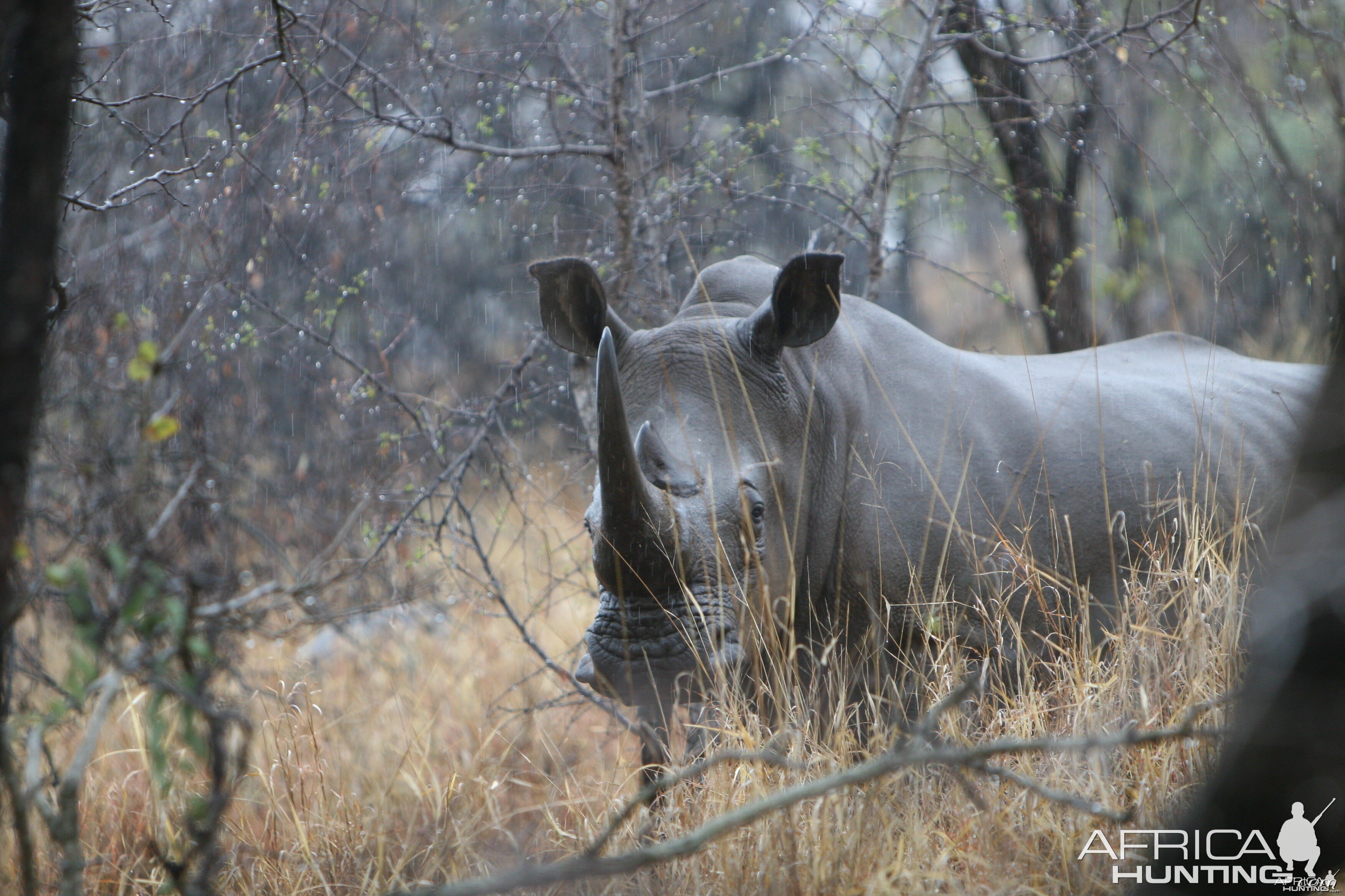 Rhino Bull in the Rain