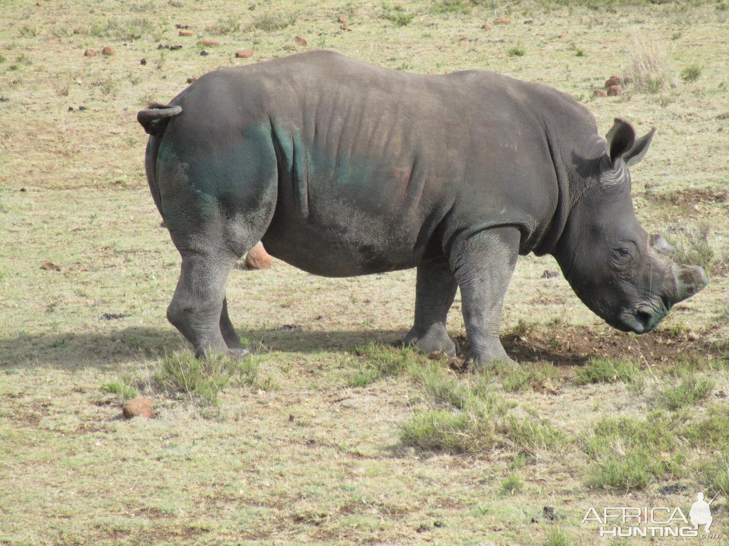 Rhino Conservation South Africa