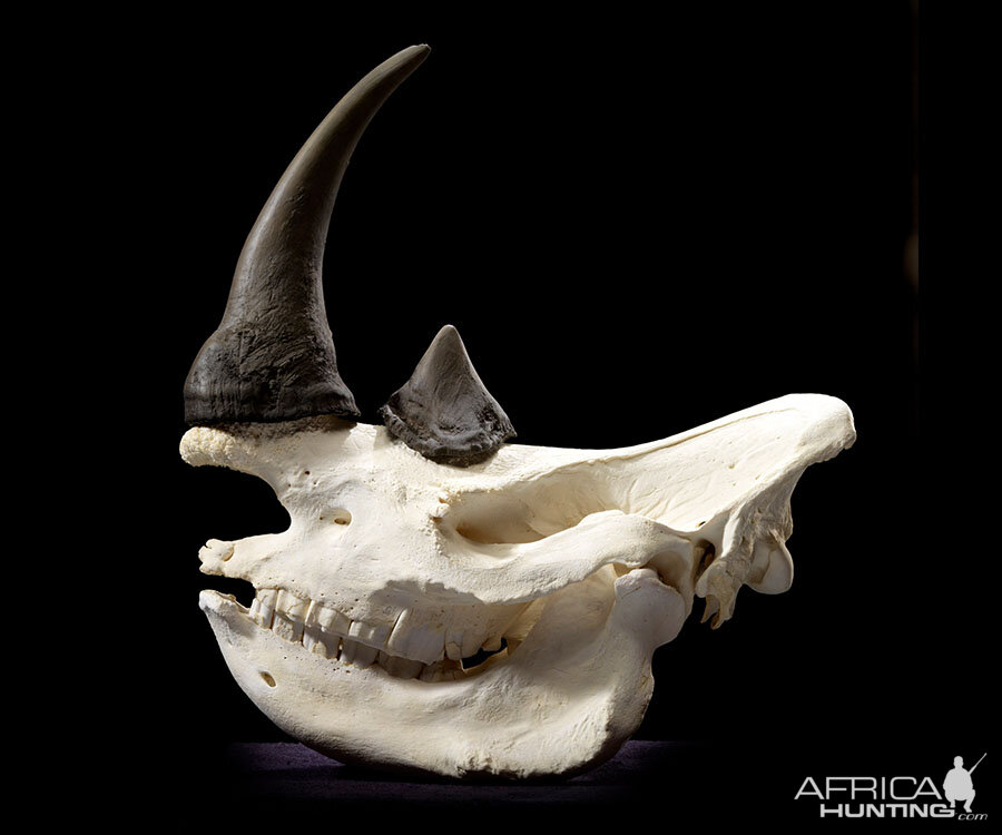 Rhino European Skull Mount