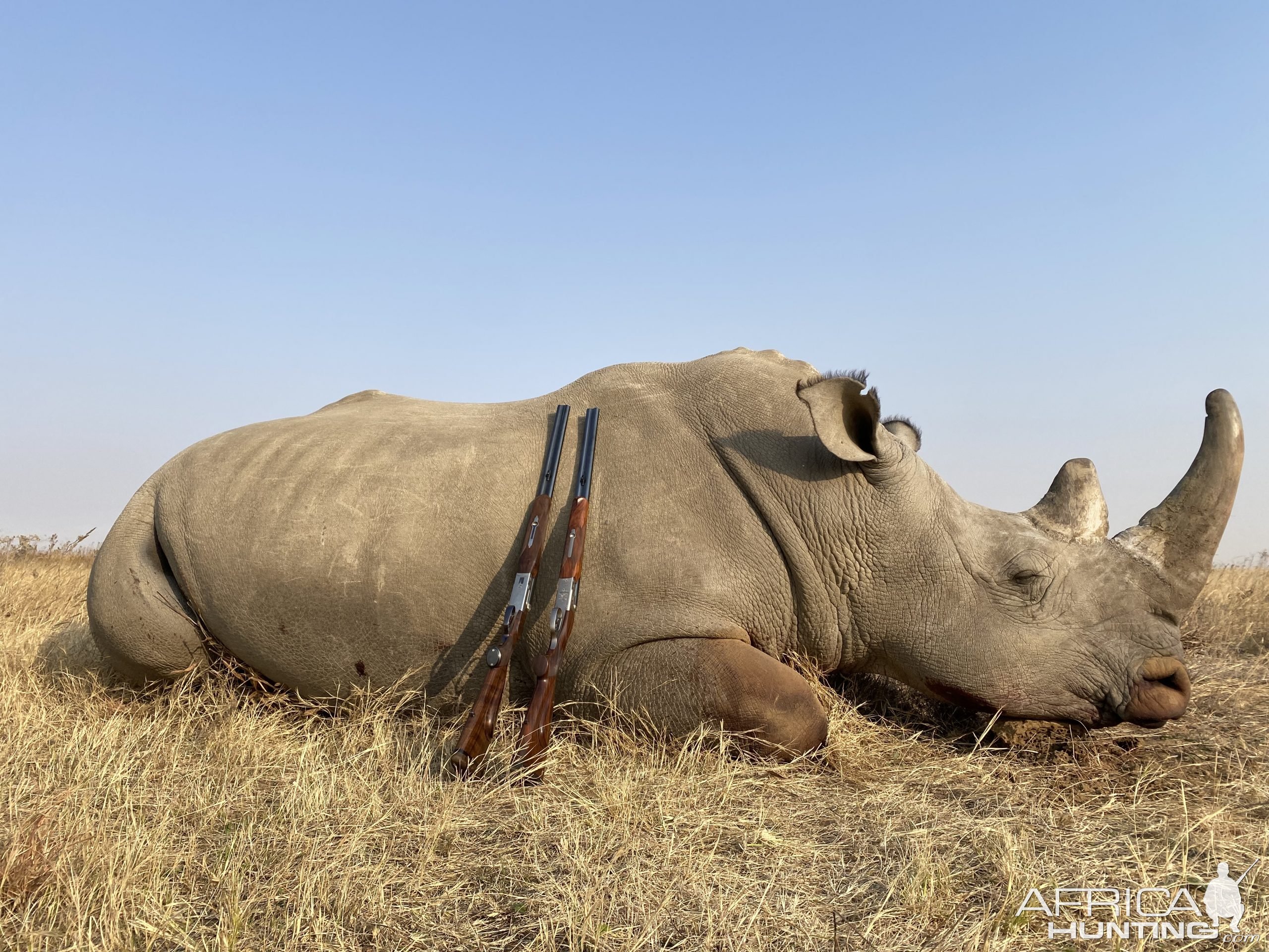 Rhino Hunting Limpopo South Africa AfricaHunting Com   Full