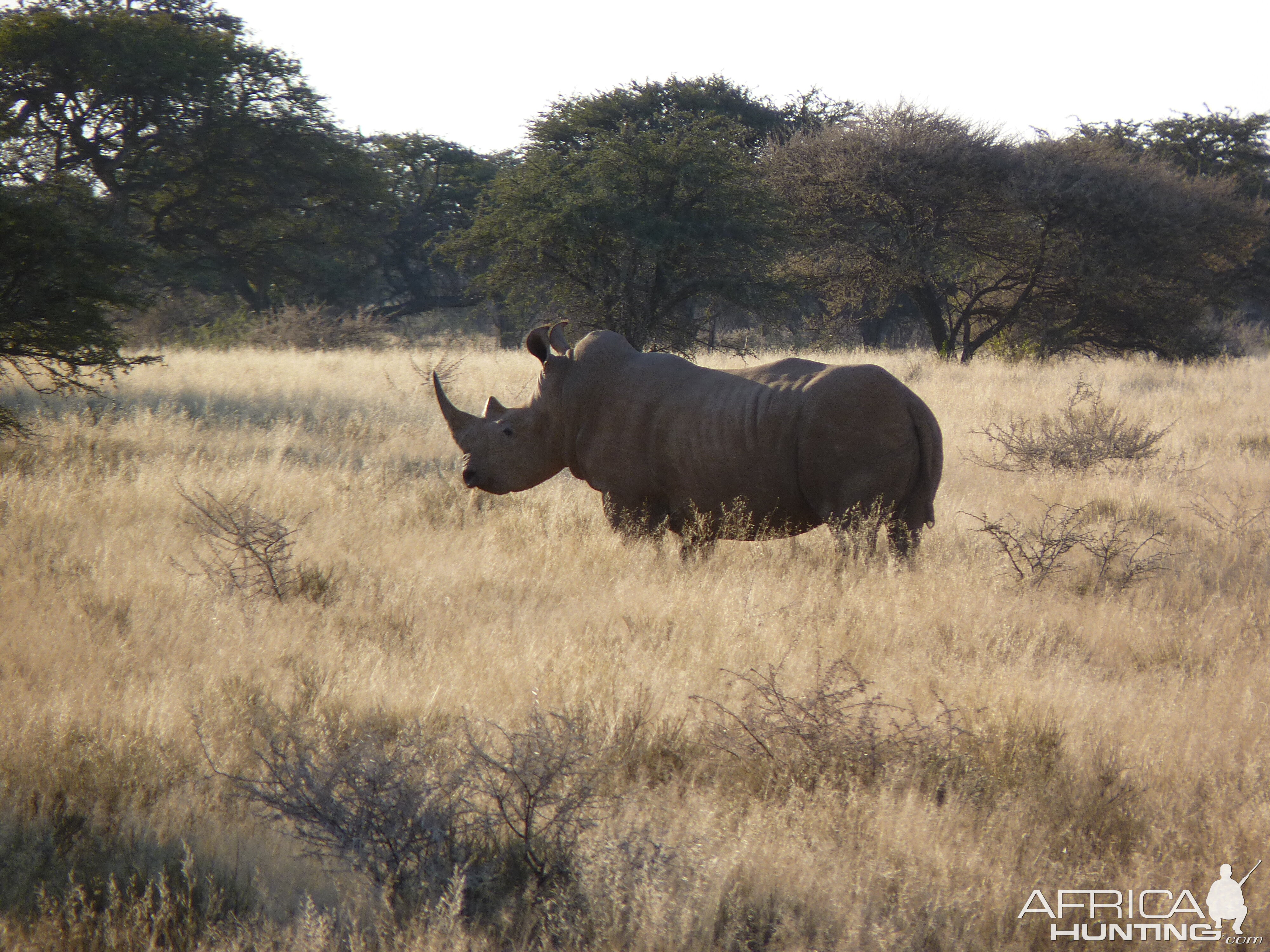 Rhino in South Africa