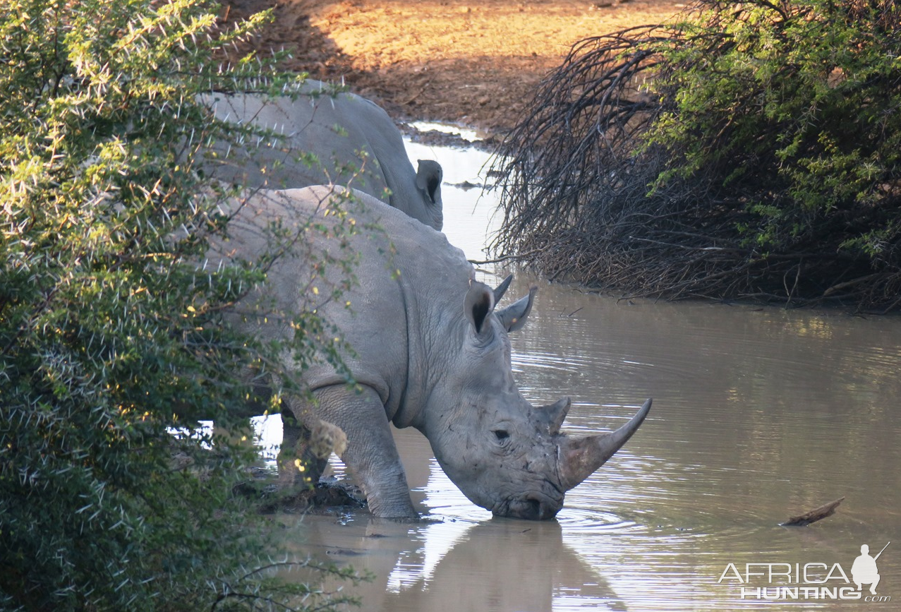 Rhino Namibia