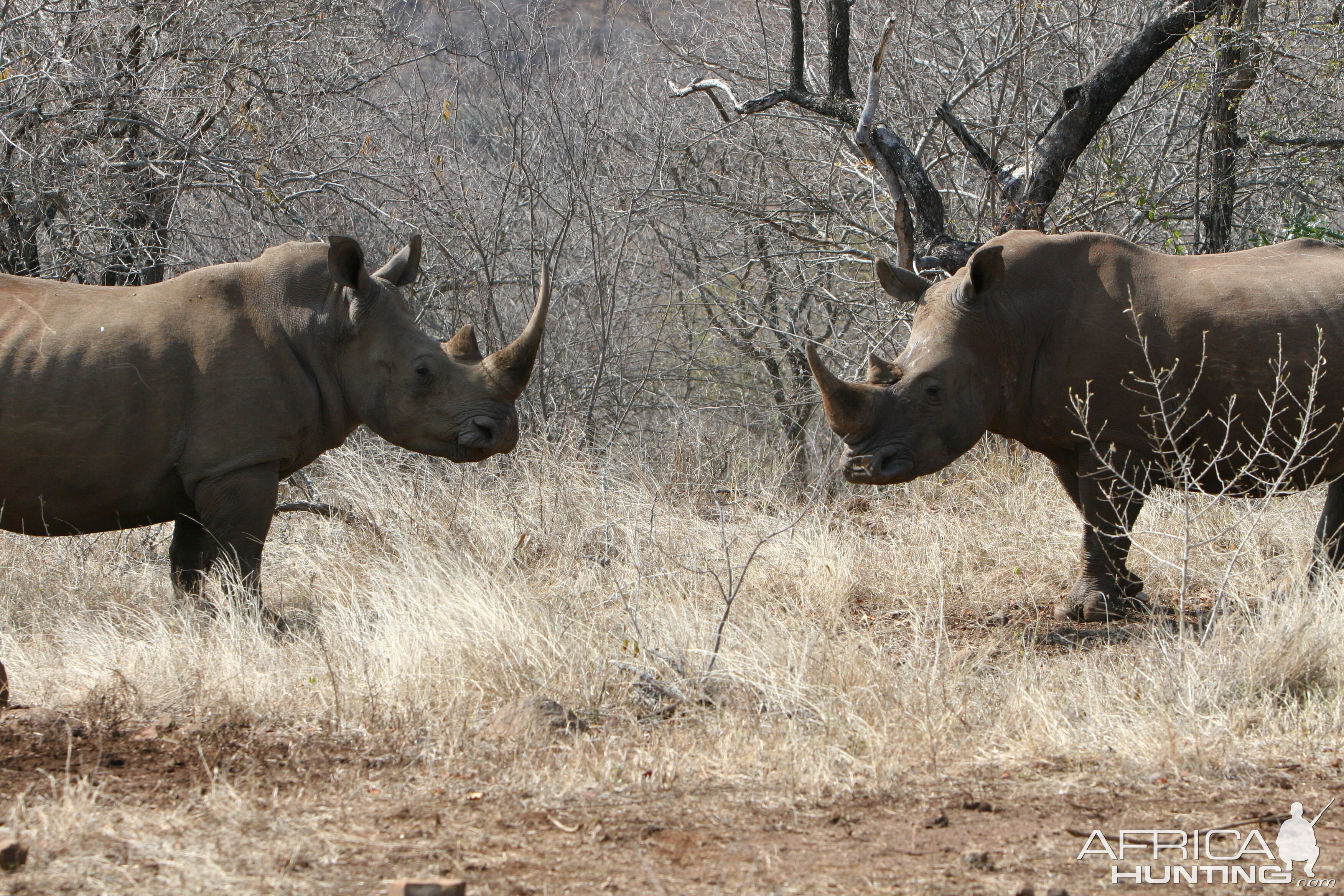 Rhino pair