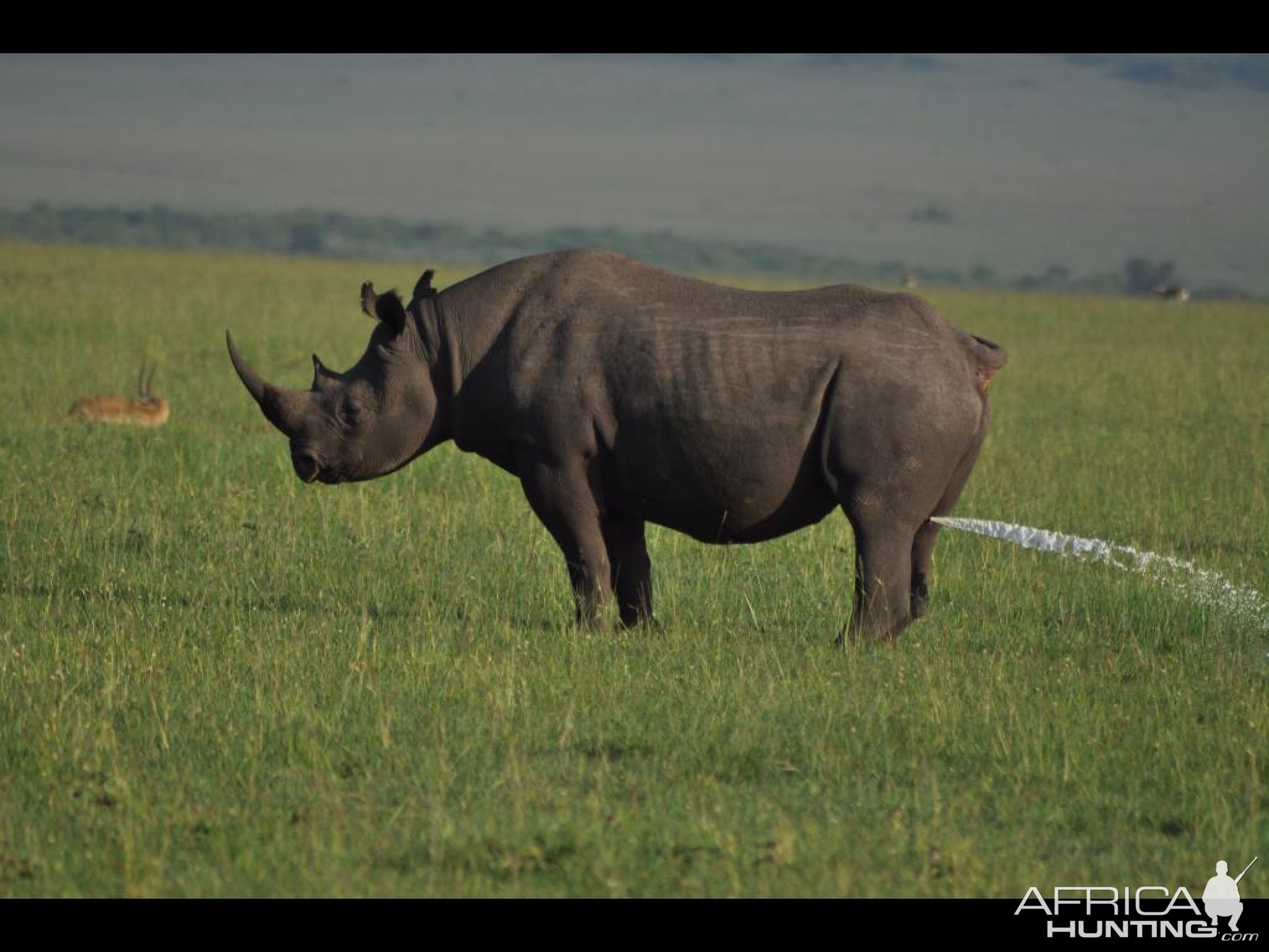 Rhino watering the lawn...