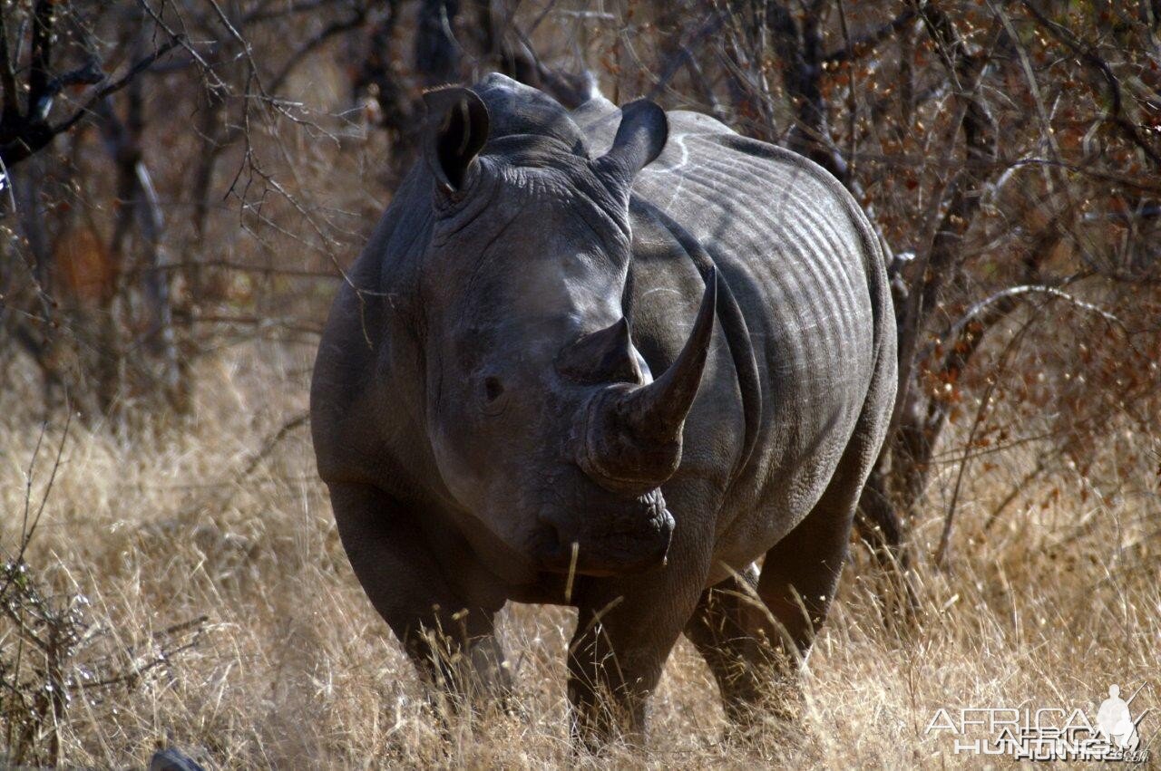 Rhino