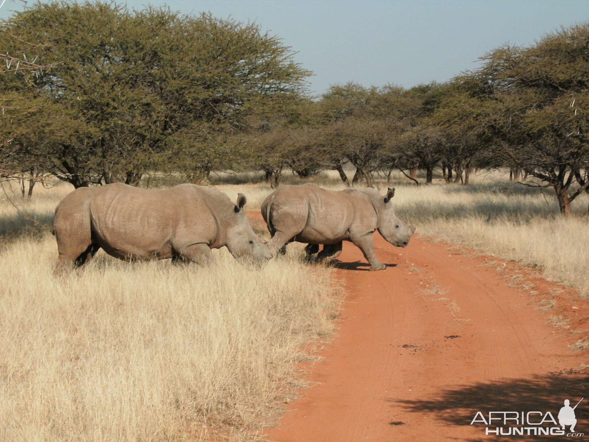 Rhinos