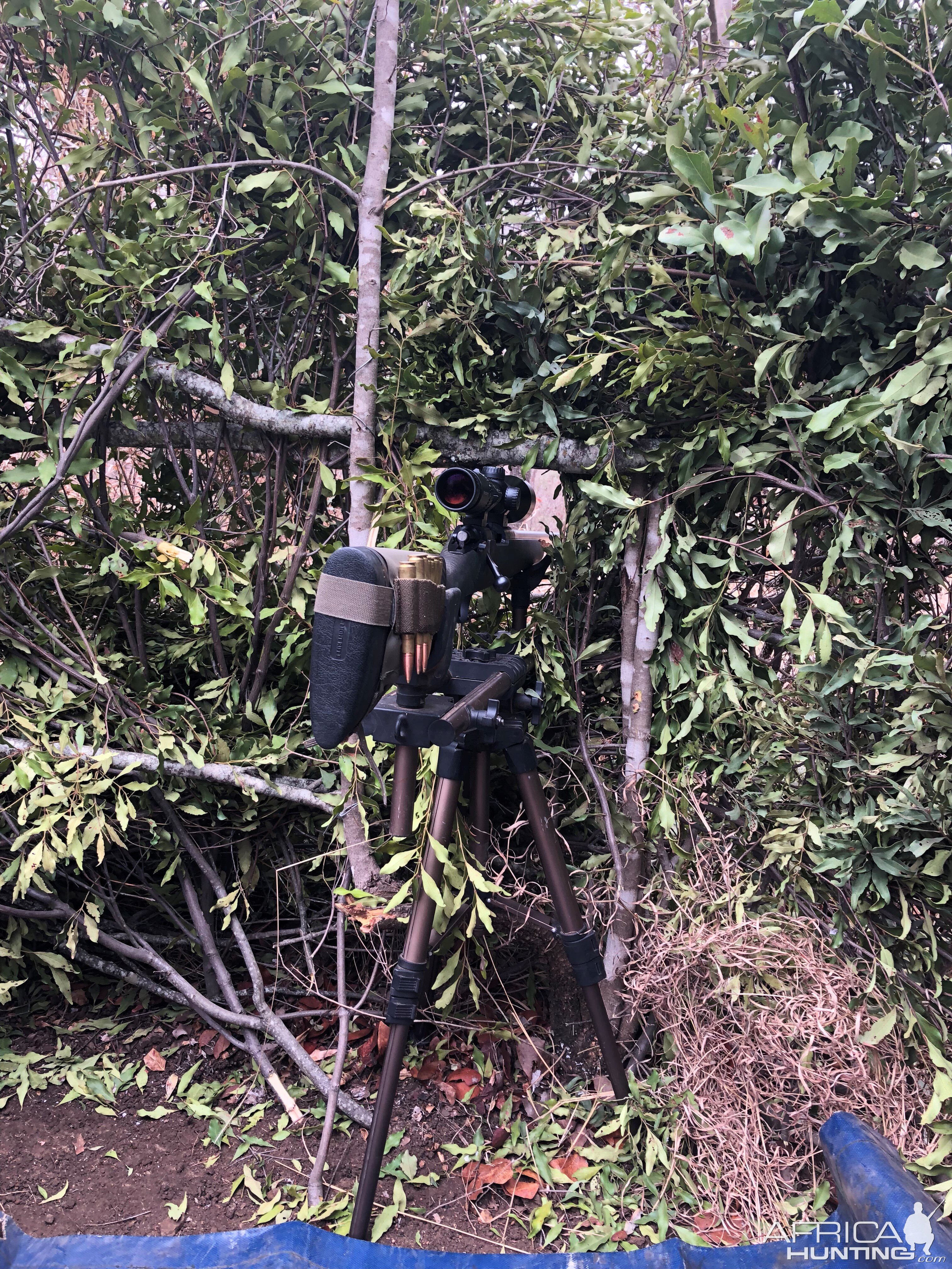 Rifle on tripod