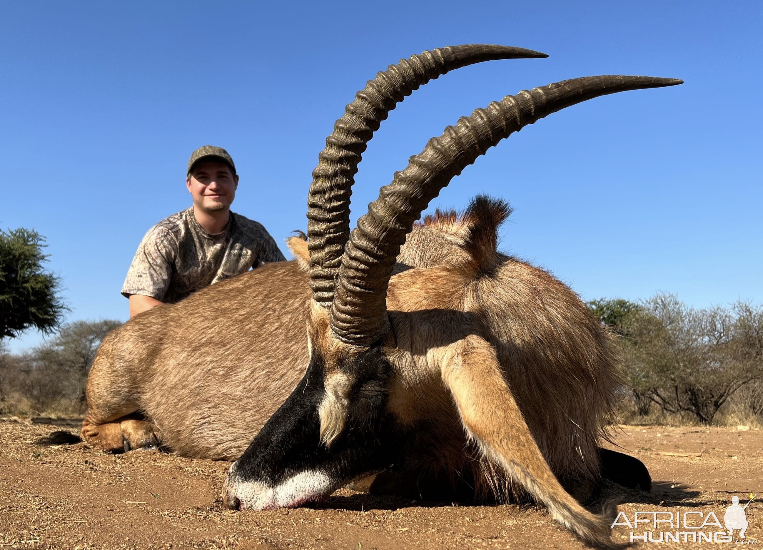 Roan Antelope Hunt South Africa