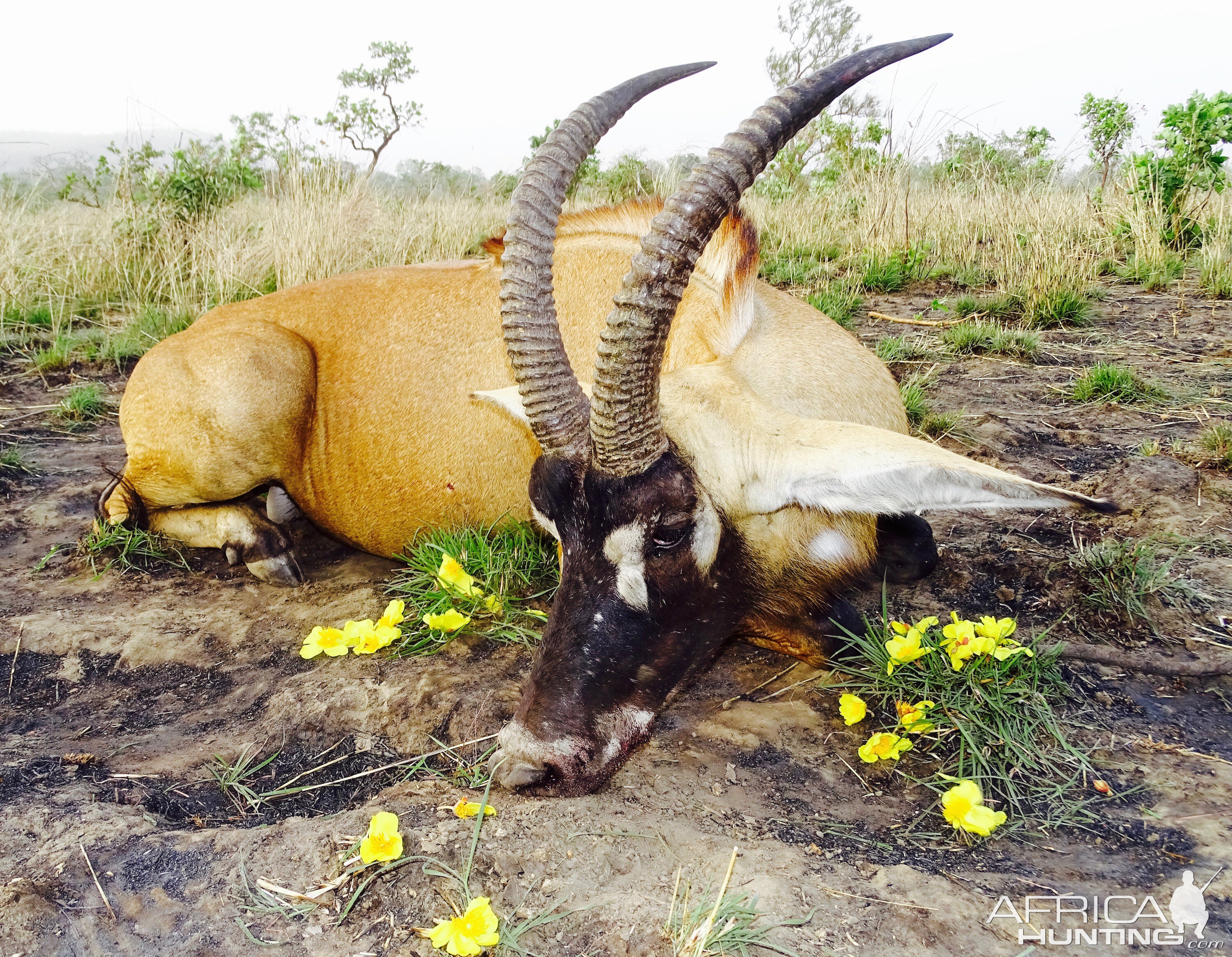 Roan Antelope Hunting in Benin