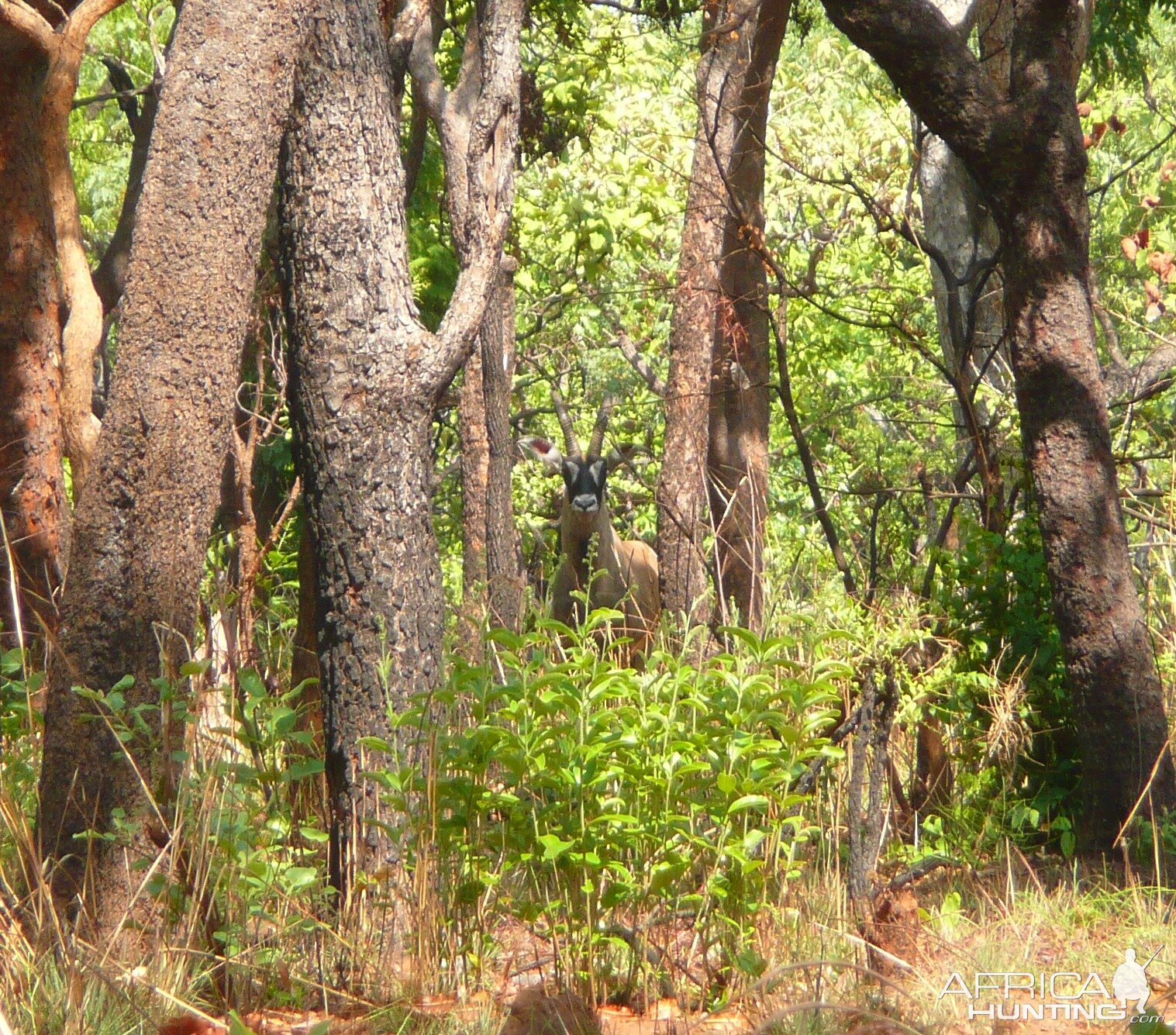 Roan Antelope in Central African Republic