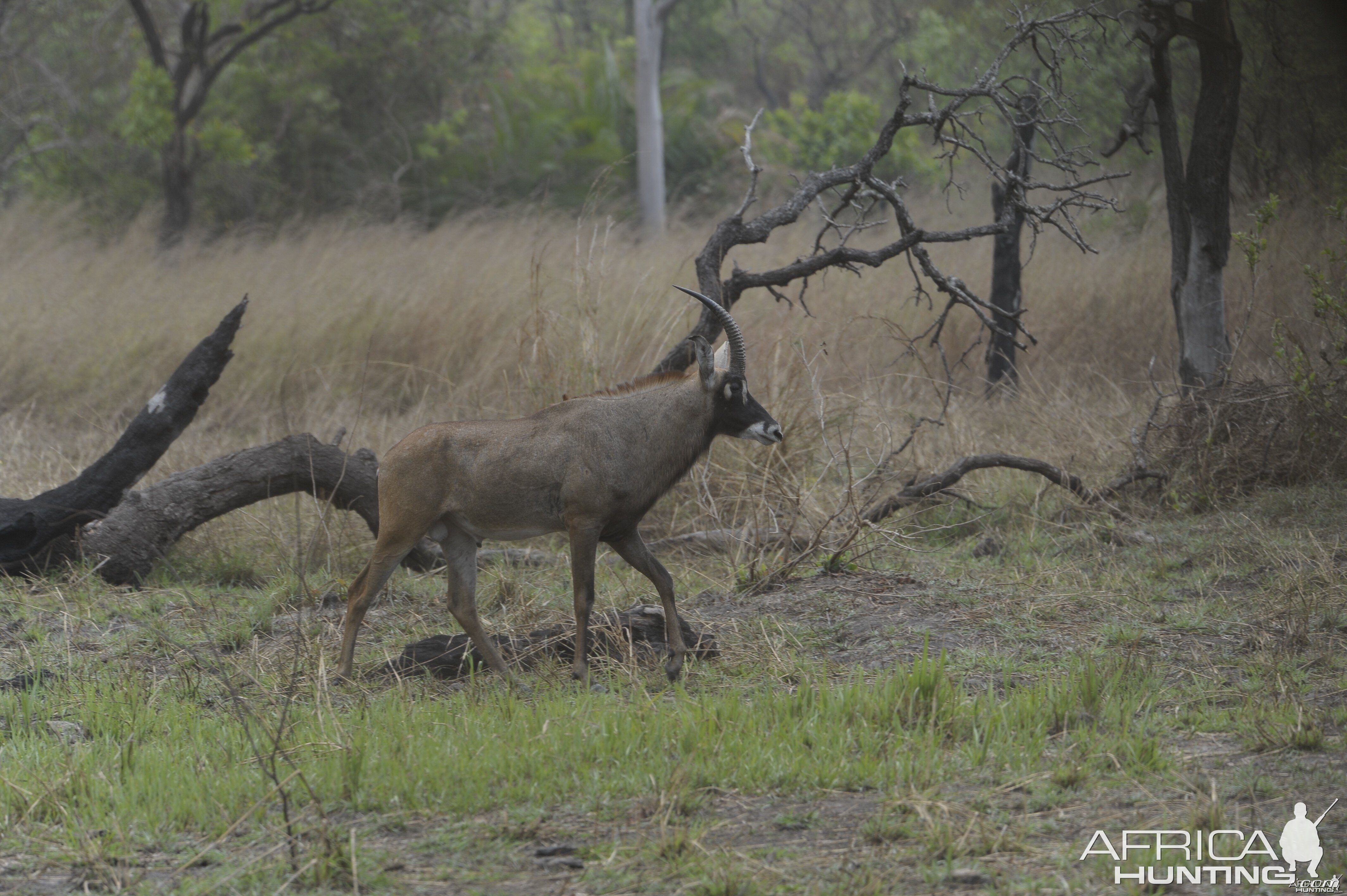 Roan Antelope in Central African Republic