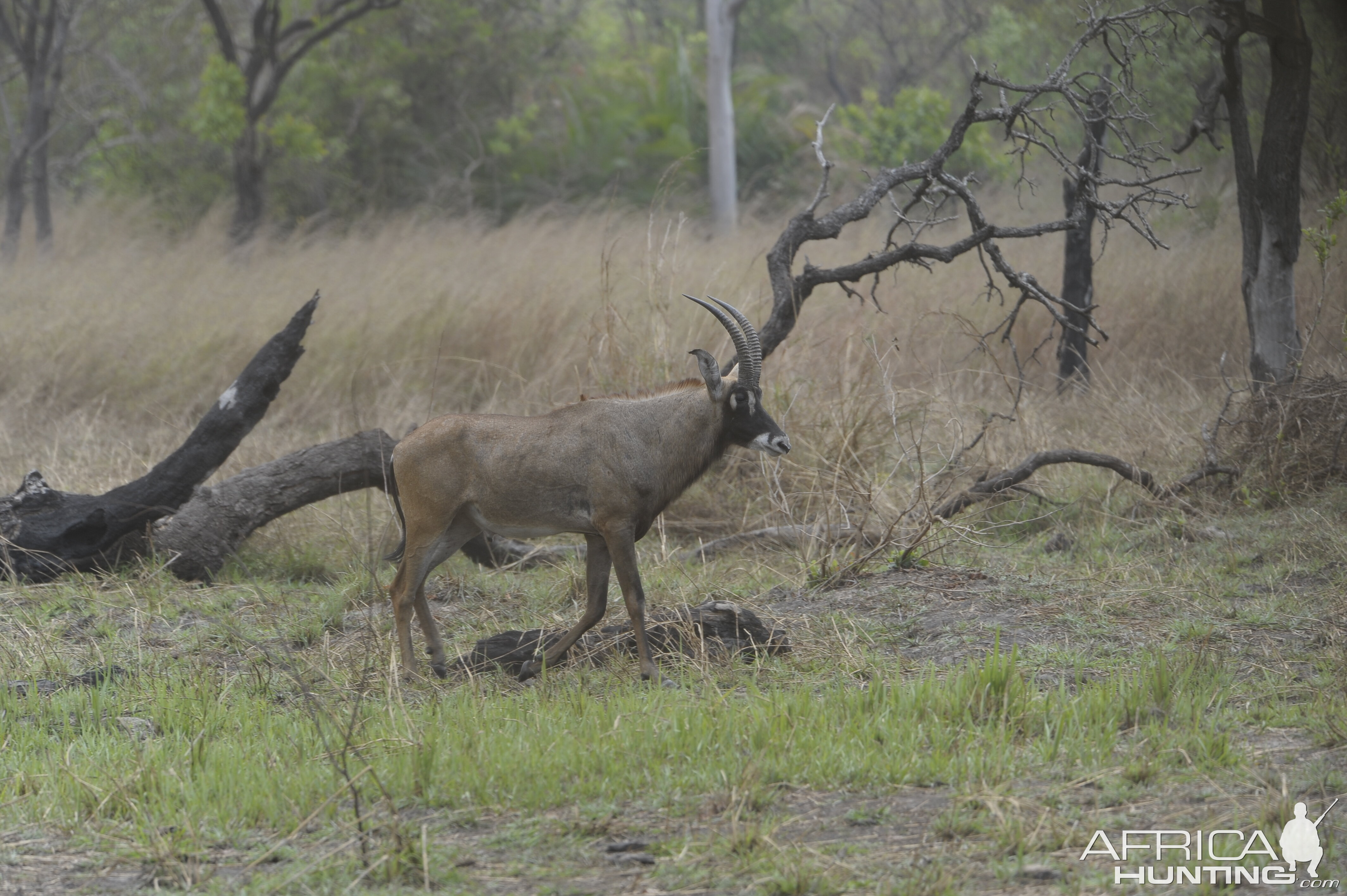 Roan Antelope in Central African Republic