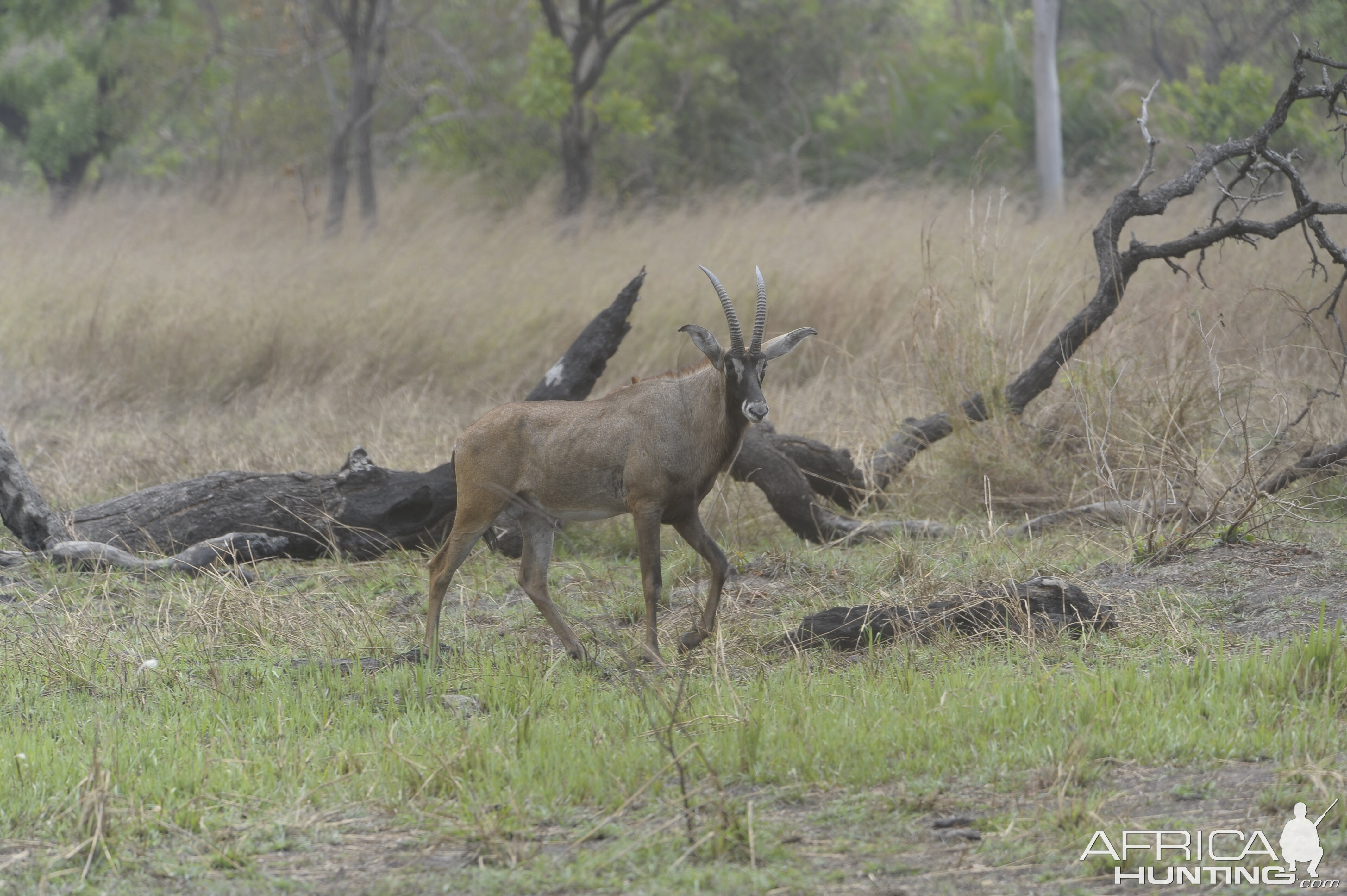 Roan Antelope in Central African Republic