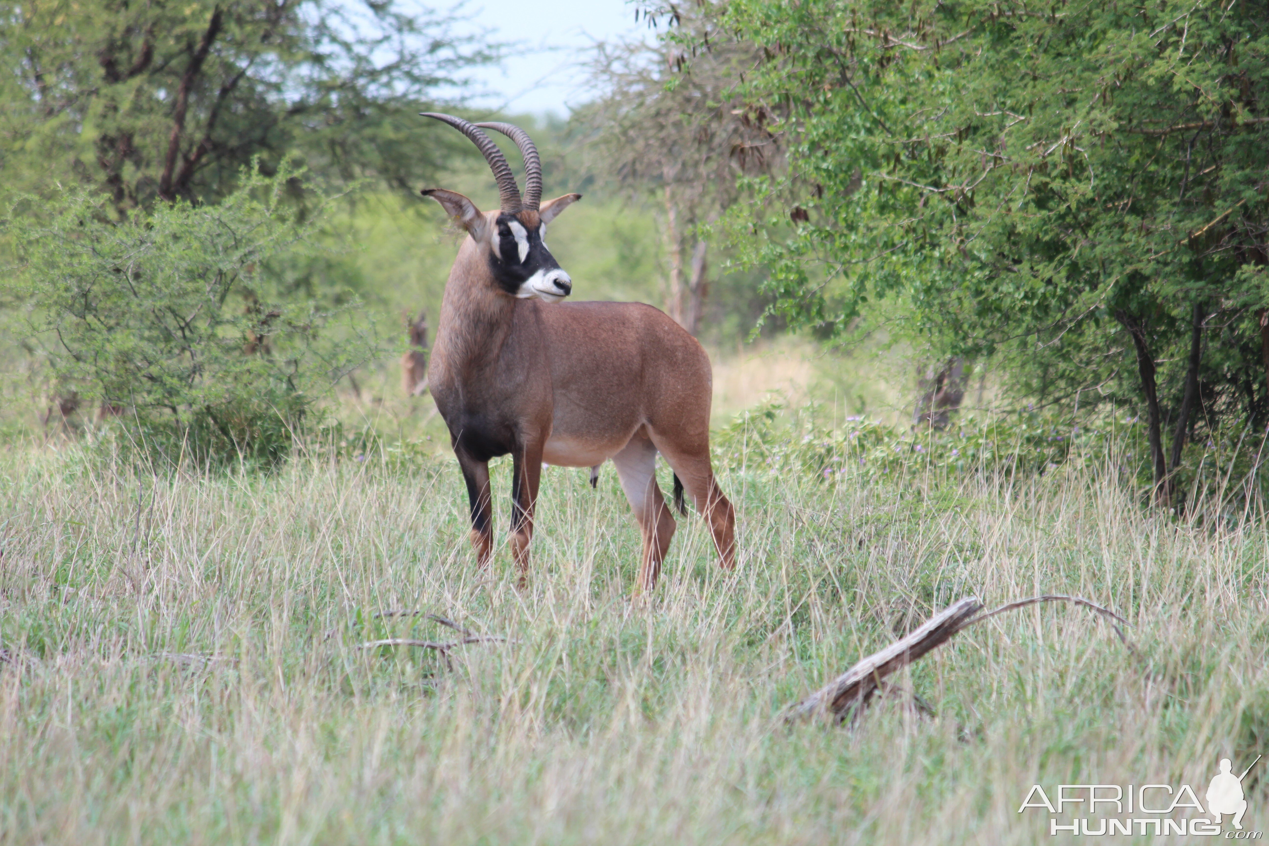 Roan Antelope in South Africa