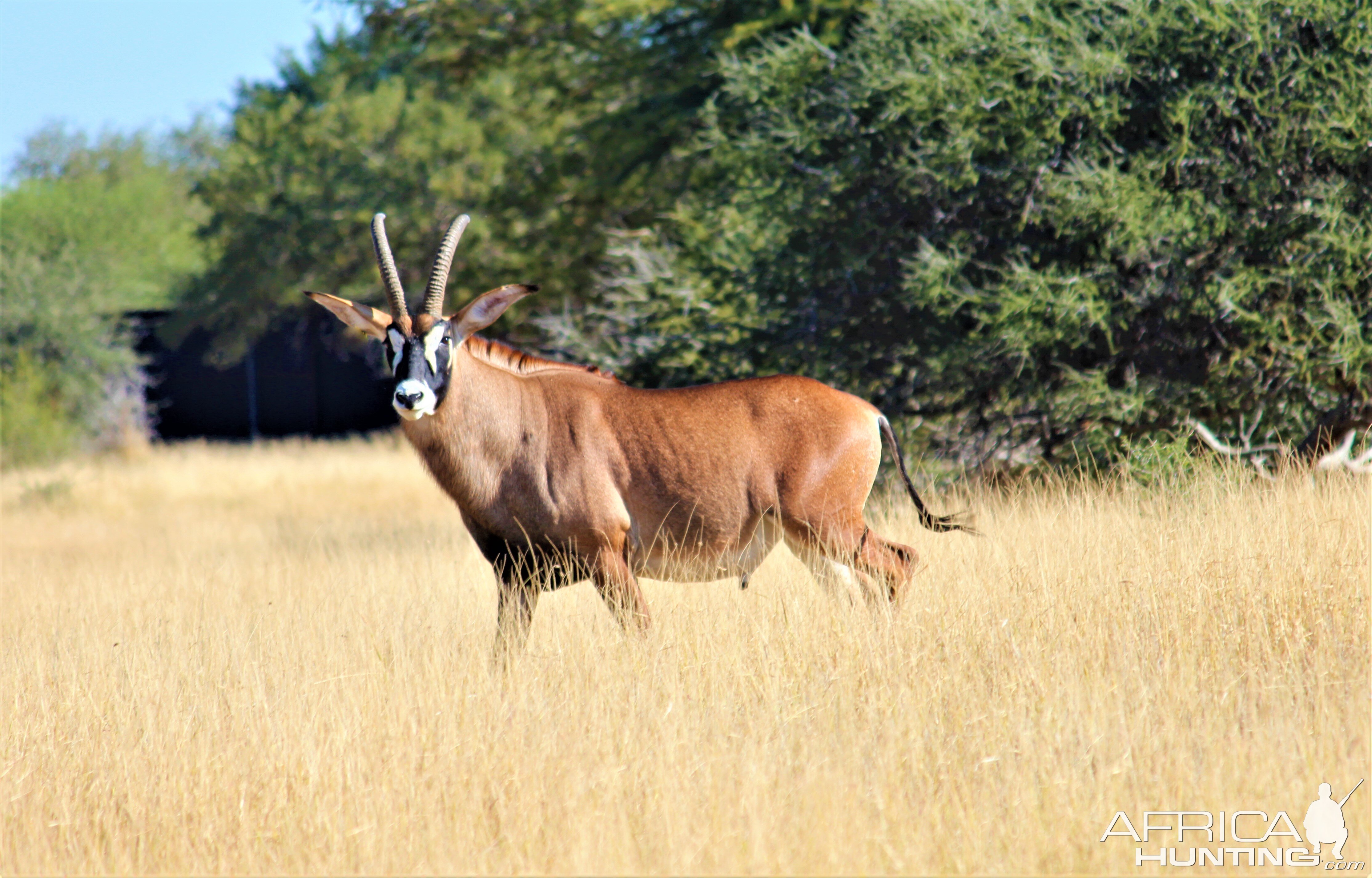Roan Antelope In South Africa
