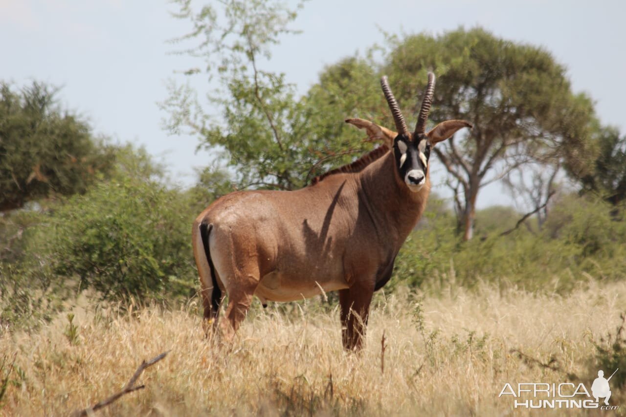 Roan Antelope South Africa