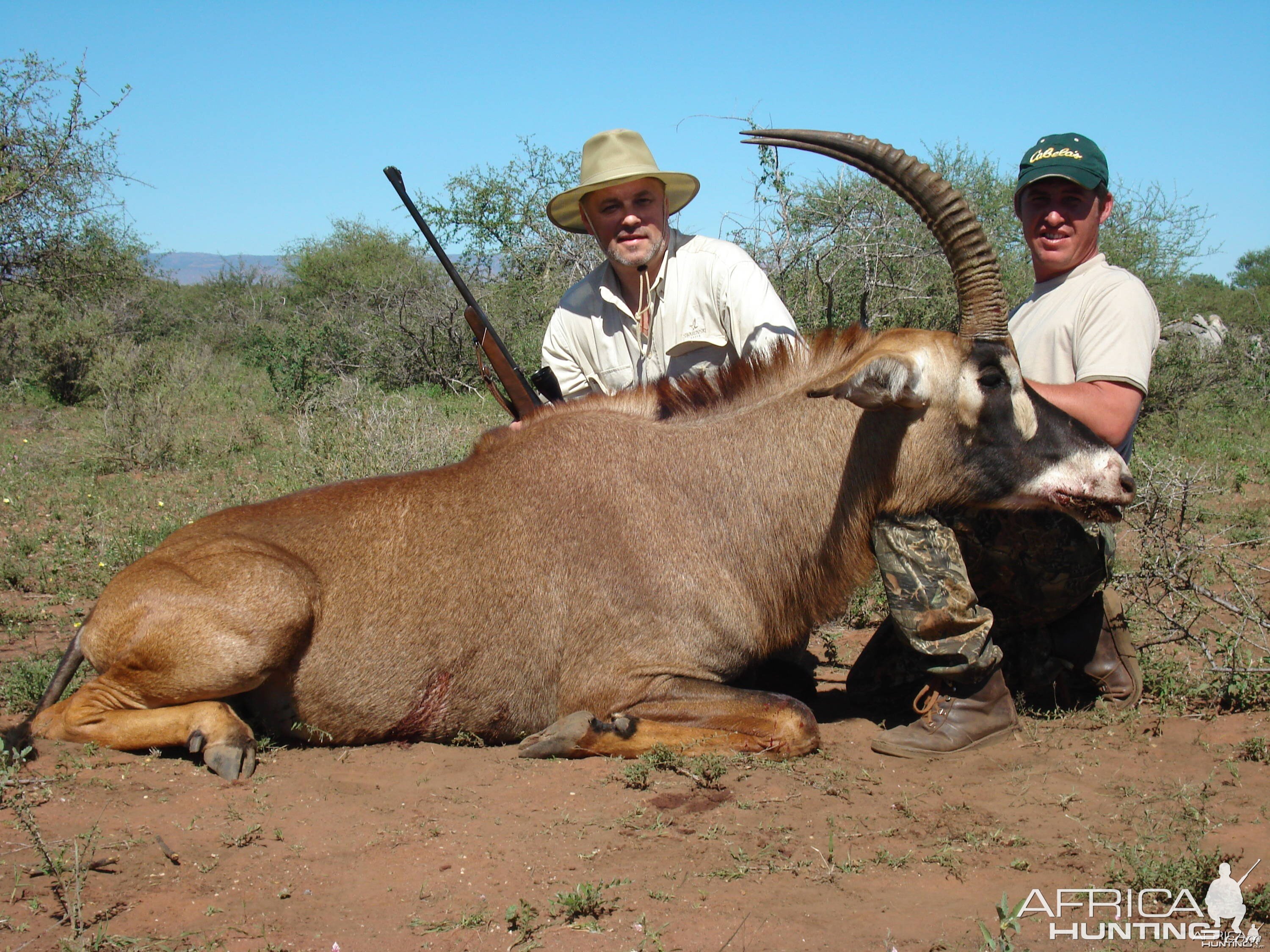 Roan Antelope