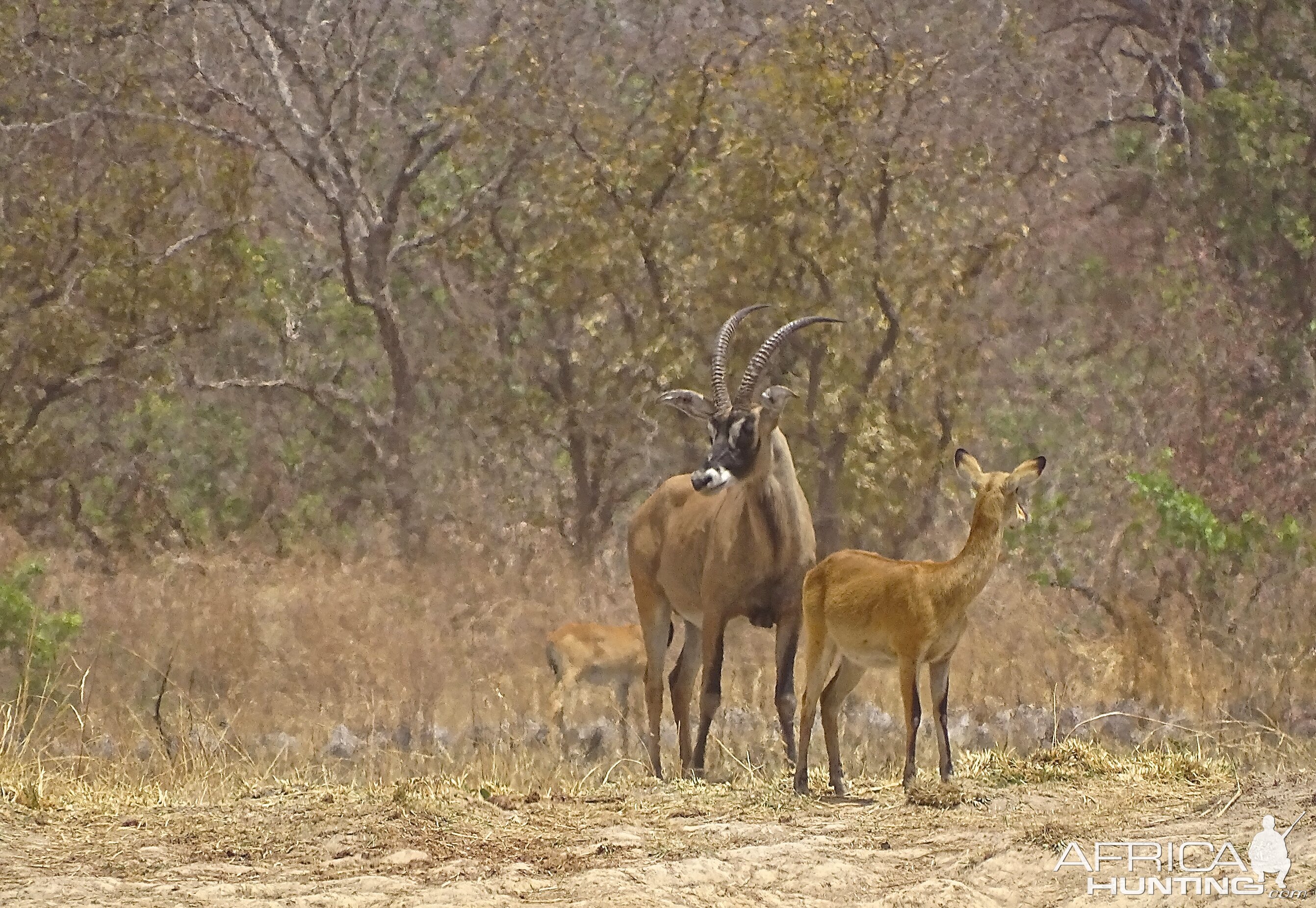 Roan Benin Wildlife