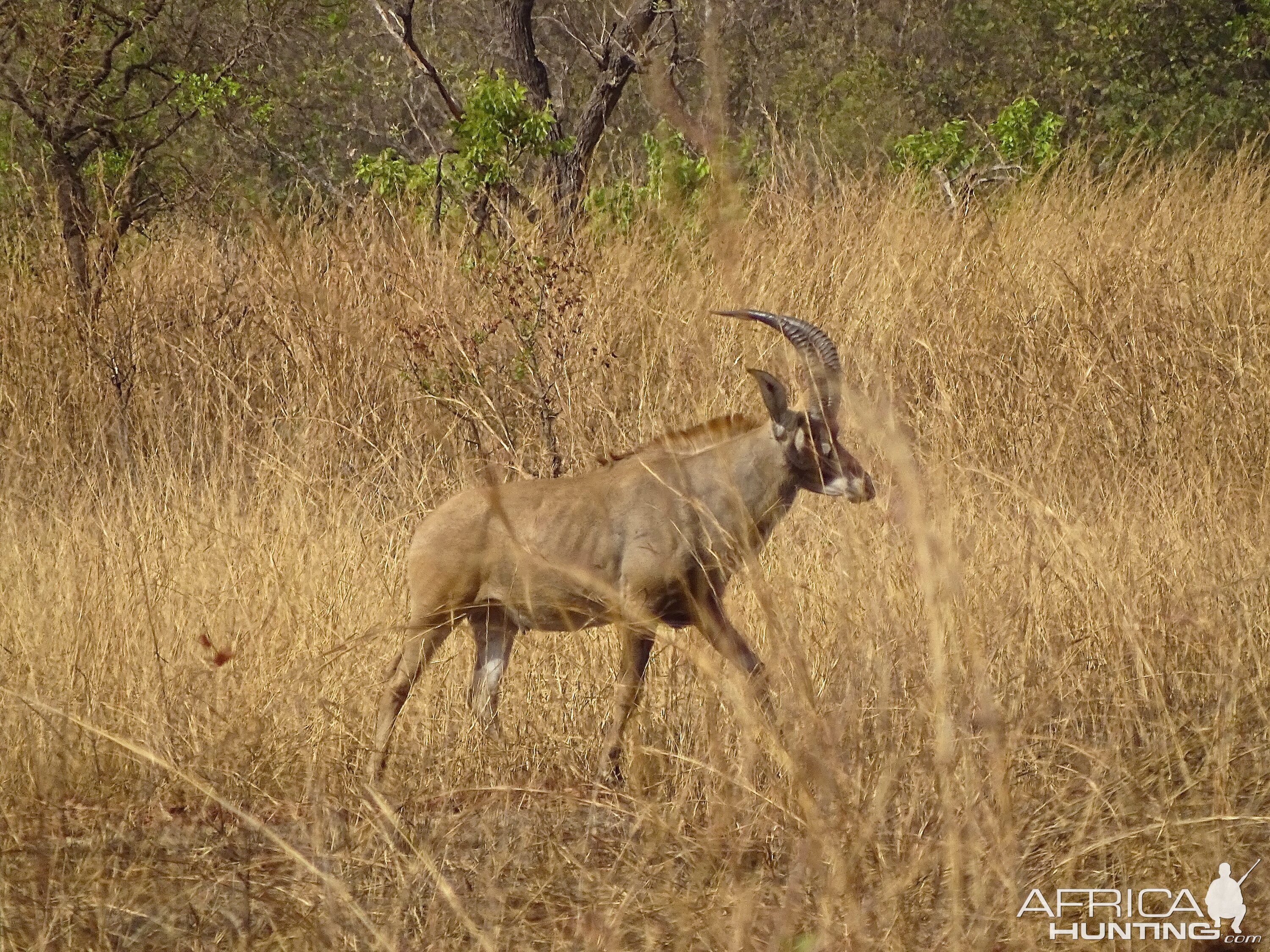 Roan Benin Wildlife