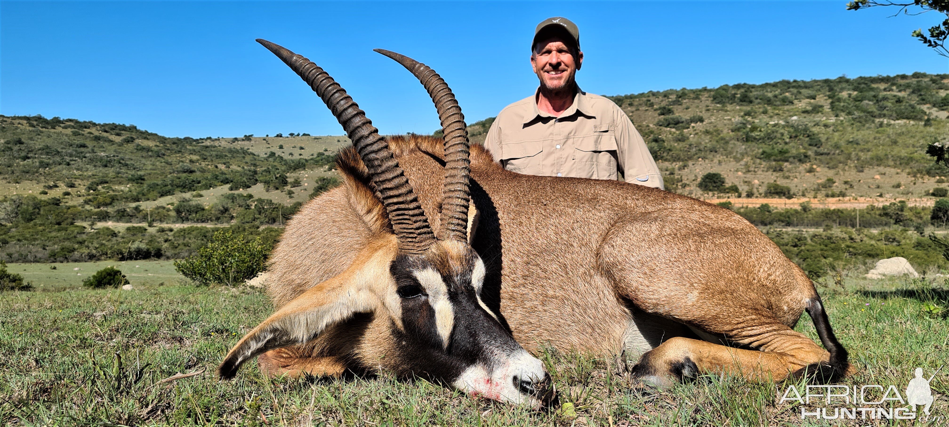 Roan Bull Hunt Eastern Cape South Africa