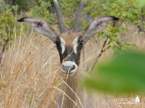 Roan Burkina Faso