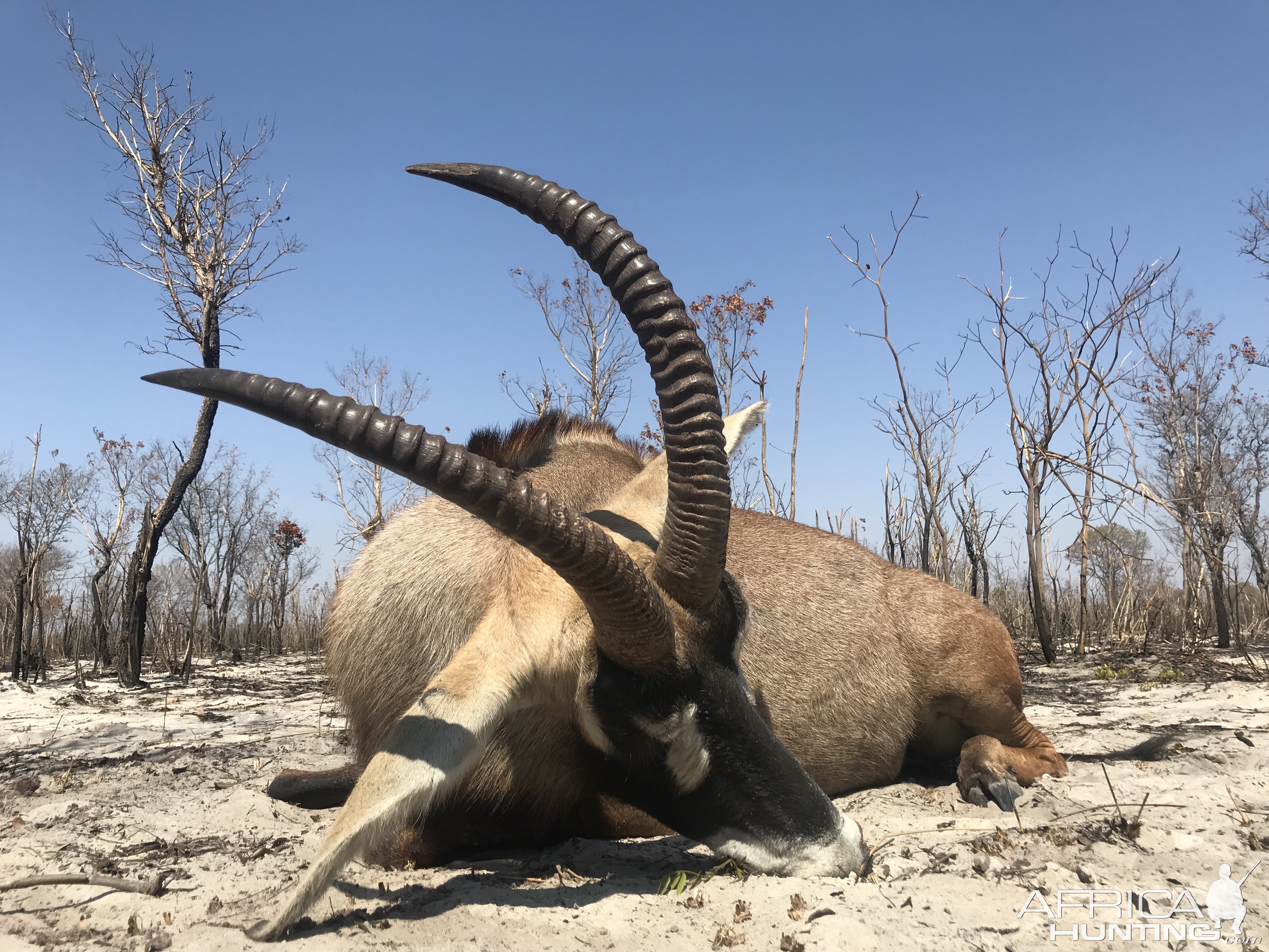 Roan Hunt Bwabwata-West Namibia