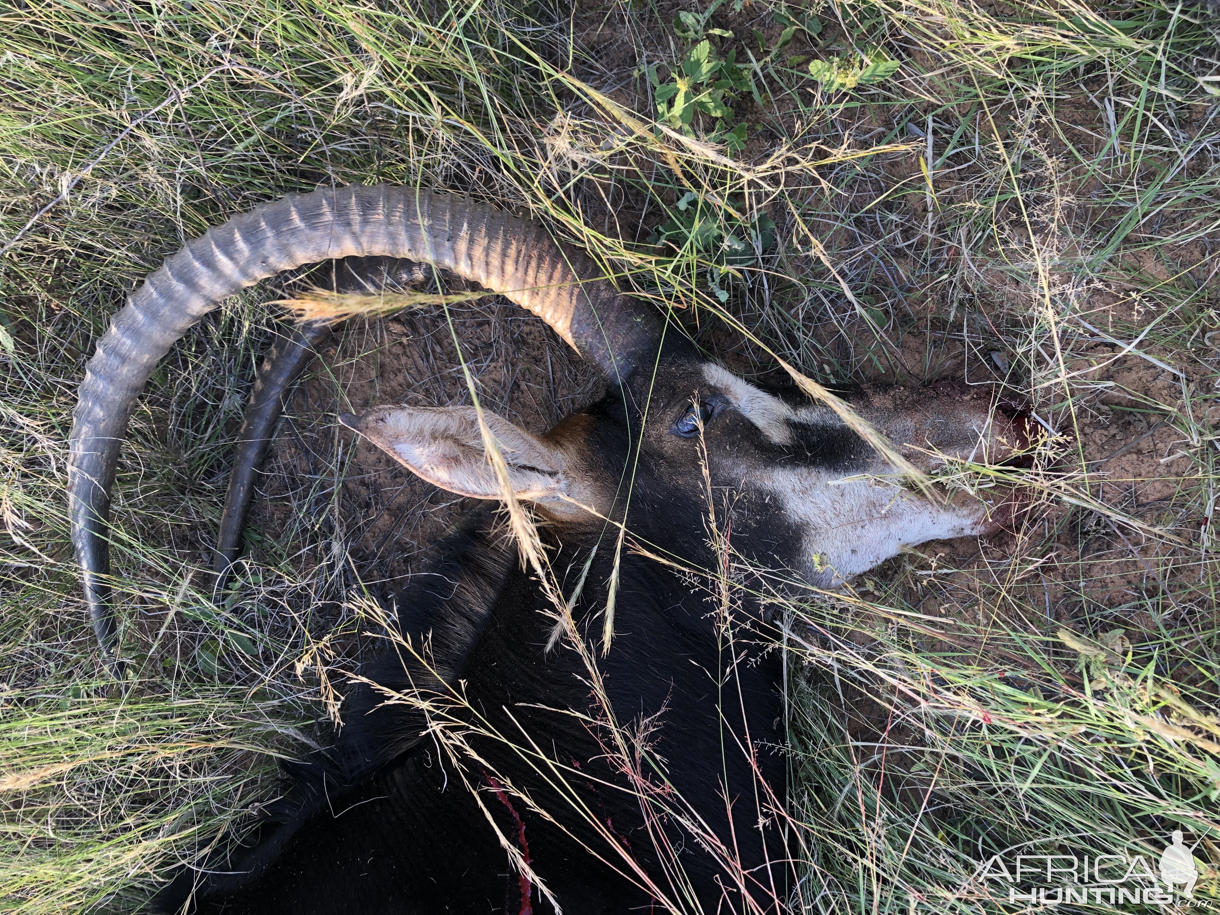 Roan Hunt Limpopo South Africa